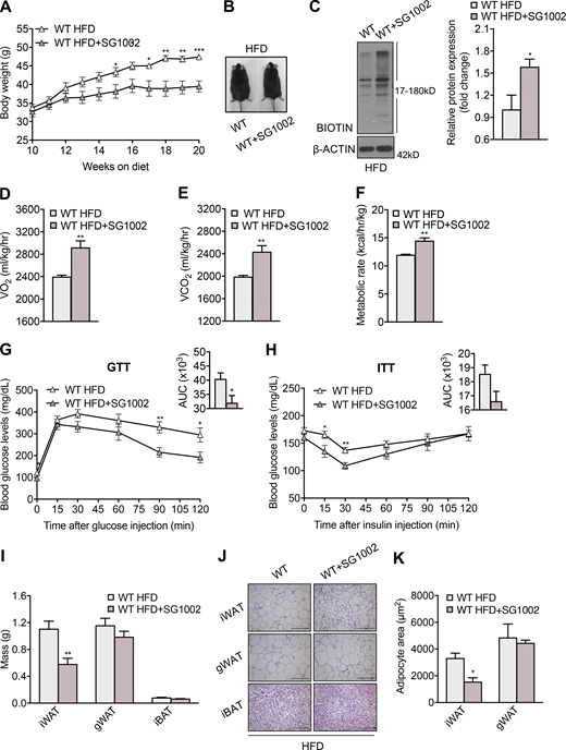 Therapeutic administration of a sulfide donor reduces HFD-induced obesity. WT mice were fed HFD (45% calories from fat) for 10 wk and were either switched to HFD containing the sulfide donor SG1002 or continued on a drug-free HFD. Based on daily chow consumption, mice received 40 mg/kg SG1002. (A) Body mass was measured weekly up to week 20. (B) Representative photograph of mice fed HFD with or without SG1002 at the end of the 20-wk experiment. (C) Representative Western blot and quantification of persulfidated adipose tissue proteins in mice demonstrating enhanced persulfidation in the SG1002 group. (D–F) VO2 (D), VCO2 (E), and metabolic rate (F) of mice fed HFD with or without SG1002 treatment. (G and H) Glucose (G) and insulin (H) tolerance test in HFD mice with and without SG1002 administration. The insets depict the areas under the curve (AUC) for the glucose and insulin tolerance tests. (I) iWAT, gWAT, and iBAT tissue mass of HFD mice with or without SG1002 treatment. (J and K) Representative photomicrographs of iWAT, gWAT, and BAT sections stained with H&E (J) and adipocyte size determination (K) in iWAT and gWAT in HFD mice with or without SG1002 treatment. Protein expression is presented as ratio over WT HFD group. Data are presented as means ± SEM; *, P < 0.05; **, P ≤ 0.01; ***, P ≤ 0.001; A, G, H, and I, n = 7; B–F, J, and K, n = 4 mice per group. Scale bar: 200 μm (J). Source data are available for this figure: SourceData F8. Refer to the image caption for details.