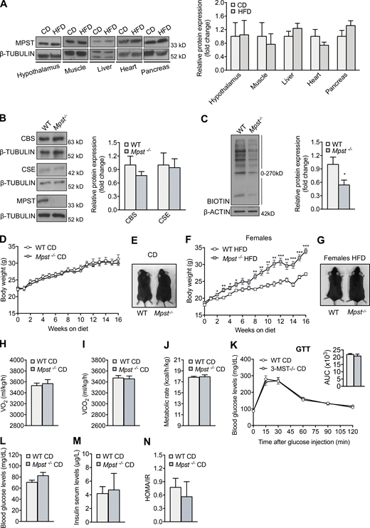 Metabolic parameters in young WT and Mpst−/−mice fed normal CD. (A) Representative blots and quantitation of MPST expression in different tissues of WT mice fed CD or HFD for 16 wk. (B) Representative Western blots and quantitation of MPST, CSE, and CBS protein levels in iWAT of WT and Mpst−/− mice. (C) Protein persulfidation in iWAT of WT and Mpst−/− mice. (D and E) 6-wk old WT and Mpst−/− mice were fed a normal CD (10% of calories from fat) for 16 wk and body mass was measured weekly. Body weight curve (D) and representative photograph (E) of WT and Mpst−/− mice after 16 wk on CD. (F and G) 6-wk old female WT and Mpst−/− mice were fed HFD (45% calories from fat) for 16 wk; body mass was measured weekly (F); representative photograph (G) of female WT and Mpst−/− after 16 wk on HFD. (H–J) VO2 (H), VCO2 (I), and metabolic rate (J) of WT and Mpst−/− mice on CD assessed by indirect calorimetry. (K) Glucose tolerance test in WT and Mpst−/− mice fed CD. The insets depict the areas under the curve (AUC) for the glucose tolerance test. (L–N) Fasting glucose (L), insulin levels (M), and HOMA/IR (N) in WT and Mpst−/− mice fed CD. Protein expression is presented as ratio over CD (A) or WT (B and C) group. Data are presented as means ±SEM; *, P < 0.05; **, P ≤ 0.01; ***, P ≤ 0.001; A–C, n = 5–6; D, F, K–N, n = 6–7; E, G–J, n = 4 mice per group. Source data are available for this figure: SourceData FS1. Refer to the image caption for details.