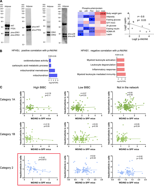 Additional details of validation of network inferences revealing microbiota-dependent IR in WAT. (A) Representative examples of the multiplexed Western blots of Akt, PTEN, phosphorylated-Akt, phosphorylated-PTEN, phosphorylated-ERK1 and ERK2 in WAT. The heatmap shows Spearman correlation of IS-related proteins with metabolic parameters in HFHS-fed SPF mice (n = 7–10, one-tailed, *P < 0.05). The scatter plot shows Spearman correlation between serum leptin and p-Akt/Akt in the WAT of SPF mice (n = 10, one-tailed P = 0.03). MW, molecular weight. (B) Enrichment analysis of genes: (1) Which expression is decreased by HFHS and positively correlates with p-Akt/Akt; (2) Which expression is increased by HFHS and negatively correlates with p-Akt/Akt (FDR < 0.05). (C) Scatterplots of correlation between fold change induced by HFHS (HFHS/ND) in mice with fold change induced by insulin (insulin/vehicle) in 3T3-L1 cells for the three categories of genes regulated by HFHS (Spearman correlation, one-tailed P values). These data are related to Fig. 3 C. Source data are available for this figure: SourceData FS1. Refer to the image caption for details.