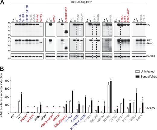 Expression and activity of novel IRF7 variants. (A) HEK293T cells were transiently transfected with WT or mutant forms of IRF7. IRF7 levels were assessed by Western blotting with antibodies against the N-terminus of IRF7 or an N-terminal FLAG tag. GAPDH was used as a loading control. Representative immunoblots from at least three independent experiments are shown. EV, empty vector. (B) HEK293T cells were transiently transfected with WT or mutant forms of IRF7, together with an IFN-β luciferase reporter and a constitutively expressed reporter. Cells were either left untreated or infected with Sendai virus for 24 h before the assessment of normalized luciferase activity. The significance of differences between variants and the WT (mean ± SEM of n ≥ 3 independent experiments) was determined by two-way ANOVA (*, P < 0.05). Source data are available for this figure: SourceData F2.