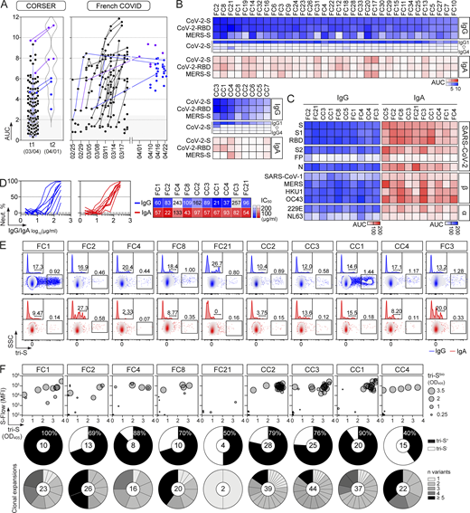 SARS-CoV-2 spike–specific memory B-cell antibodies cloned from convalescent COVID-19 individuals. (A) Dot plots showing the IgG antibody binding to SARS-CoV-2 tri-S as the area under the curve (AUC) values determined by ELISA with serially diluted sera from convalescent COVID-19 individuals in the CORSER (n = 212; two time-points, t1 and t2) and French COVID cohorts (n = 159; with a follow-up overtime for some samples). Colored dots (blue and purple) show selected samples tested in B. Purple dots indicate samples tested in C. (B) Heatmap showing the IgG, IgG subclass, and IgA seroreactivity of selected convalescent COVID-19 individuals from the CORSER (n = 8) and French COVID (n = 34) cohorts against SARS-CoV-2 tri-S and RBD proteins as measured in Fig. S1 B. Samples were also tested against MERS-CoV tri-S to assay for cross-reactivity against another β-coronavirus. Cells are color-coded according to AUC values with darker colors indicating high binding while light colors show moderate binding (white = no binding). (C) Heatmap showing the antibody binding of serum IgG and IgA antibodies purified from selected convalescent donors (n = 10) against SARS-CoV-2 antigens and tri-S proteins from other coronaviruses (α, α-coronaviruses; β, β-coronaviruses) as measured in Fig. S1, D and E. Cells are color-coded according to AUC values. FP, fusion peptide. (D) Graph showing the in vitro SARS-CoV-2–neutralizing activity (Neut. %) of purified serum IgG and IgA antibodies from selected COVID-19 convalescents (n = 10) measured by pseudoneutralization assay (left). Calculated IC50 values are presented in the heatmap on the right. (E) Flow-cytometric plots showing the SARS-CoV-2 S–binding IgG+ and IgA+ memory B cells (gated on alive CD19+ IgG+ or IgA+ lymphocyte singlets) in the blood of convalescent donors. Flow-cytometric histograms in the upper left-hand corner show the proportion of RBD+ cells among SARS-CoV-2 S–binding IgG+ and IgA+ memory B lymphocytes. (F) Bubble plots showing the reactivity of human IgG mAbs cloned from SARS-CoV-2 S–binding IgG+ and IgA+ memory B cells of convalescent donors against SARS-CoV-2 S protein as measured by S-Flow (y axis), tri-S ELISA (x axis) and tri-S-capture ELISA (bubble size). Values are presented in Table S1. For each donor (n = 10 total), the pie chart shows the proportion of SARS-CoV-2 S–specific mAbs from total cloned antibodies (top; total number indicated in the pie chart center) and the number (n) of variants in each SARS-CoV-2 S–specific B-cell clonal family.
