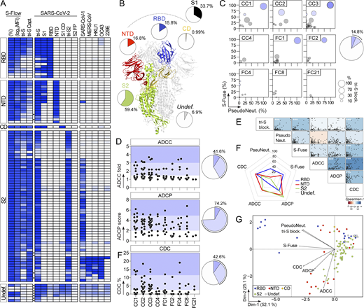 Reactivity and antiviral properties of SARS-CoV-2 S–specific memory B-cell antibodies. (A) Heatmap showing the ELISA reactivity of human anti-S mAbs (n = 101) against purified recombinant SARS-CoV-2 antigens and tri-S proteins from other coronaviruses (α-coronaviruses: SARS-CoV-1, MERS-CoV, HKU1; and β-coronaviruses: OC43, 229E). FP, fusion peptide. Cells are color-coded according to the binding values presented in Table S1 with darker colors indicating strong reactivities (white = no binding). Asterisks indicate the antibodies tested at a higher IgG concentration. Undef., undefined region. (B) Schematic diagram showing the distribution of specificities of anti-S antibodies (n = 101) on the highlighted regions of the SARS-CoV-2 spike as determined in A (ribbon representation of the PDB ID: 6VXX structure). (C) Bubble plots showing the neutralization activity of human SARS-CoV-2 S–specific antibodies (n = 101) tested at a concentration of 10 µg/ml in the S-Fuse (y axis), and pseudoneutralization (x axis, PseudoNeut.) assays against SARS-CoV-2. The bubble size corresponds to the blocking capacity of SARS-CoV-2 S-ACE2 interactions by the antibodies as measured by ELISA. Corresponding values are presented in Table S1. Pie chart (right) shows the distribution of non-active (white) vs. neutralizing (shades of blue) antibodies according to neutralization percentage measured with the S-Fuse assay. (D) Dot plot showing the in vitro Fc-dependent effector activities of anti-S IgG antibodies (n = 101). Pie charts (right) show for each measured effector function the distribution of non-active (white) vs. active (shades of blue) antibodies. (E) Matrix showing the correlation analyses between neutralization activities and Fc-dependent effector functions measured for SARS-CoV-2 S–specific IgG antibodies (n = 101). Spearman correlation coefficients (color coded) with their corresponding P values are shown. ***, P < 0.001; *, P < 0.05. (F) Radar plots comparing the in vitro neutralizing and Fc-dependent effector activities of anti-S IgG antibodies (n = 101) according to the targeted spike regions. Percent of antibodies per specificity group mediating a given antiviral activity as determined in D is shown. (G) PCA 2D-plot showing the antiviral-related variables discriminating anti-S mAbs (n = 101) color-coded by specificities. The two dimensions account for 77.2% of the variability. The location of the variables is associated with the distribution of the antibodies. Refer to the image caption for details.