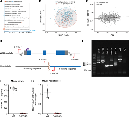 Chemokine CCL17 exhibited an age-dependent increase and generation and validation of the Ccl17-KO mouse model.(A) Top Kyoto Encyclopedia of Genes and Genomes (KEGG), Gene Ontology (GO)-Molecular Function, and GO-Biological Process terms enriched in age-associated SOMAmers. (B) PCA was used for the community-based Shunyi cohort study in China. We performed PCA for 13 clinical indexes in Table S3 (including CCL17 and BMI obtained from height and weight, so they were not repeated) of all patients, using function princomp in R and default parameters. The PCA results for individual patients were displayed using function fviz_pca_ind in the R package. (C) Age and serum CCL17 concentrations linear model in the Shunyi community population (n = 811). The linear regression model was adjusted for sex, BMI, hypertension, smoking status, LDL-C, and diabetes mellitus. P value = 0.002. (D) A schematic diagram depicting the construction of Ccl17-knockout mouse lines by using the CRISPR/Cas9 system. A couple of sgRNA target to the sequence of Ccl17 was designed on upstream exon 1 and downstream exon 3 to form double-strand breaks. (E) PCR genotyping on genomic DNA obtained from C57BL/6J background WT (lane 6) and knockout (lane 3–5) mice (n = 3 independent experiments). We found that 1,704 bases were deleted in mouse #6, while 1,707 bases were deleted in mouse #7 by sequencing. (F) Quantitative analysis of CCL17 level in serum from 8–12-wk-old C57BL/6J background WT and Ccl17-KO mice (n = 9 biological replicates). (G) qRT-PCR results showing the relative mRNA levels of Ccl17 in the heart from 8–12-wk-old WT and Ccl17-KO mice (n = 7 biological replicates). MSD, mutant sequence design.