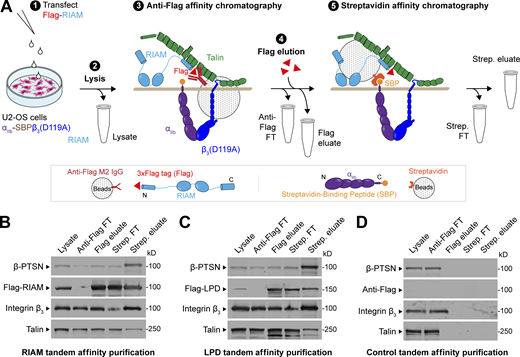 Ptsn associates with the MIT complex. (A–D) Schematic of a split tandem affinity purification method to isolate the proteins associated with the MIT complex (A). 1: U2-OS cells stably expressing integrin αIIb-SBP and β3(D119A) to form ligand binding–defective αIIb(SBP)β3(D119A) were transfected with a plasmid encoding Flag-tagged RIAM (B), Flag-tagged LPD (C), or no insert (D). 2: Cell lysis. 3: Anti-Flag affinity chromatography of cell lysates. 4: Native proteins were eluted with 200 μg/ml Flag peptide. 5: The eluate was passed through a streptavidin column. Bound MIT complexes were washed, eluted with 5 mM biotin, and separated by SDS-PAGE. Both RIAM– and LPD–MIT complexes contain Ptsn. All fractions including whole-cell lysate (0.5% of total), anti-Flag flow-through (FT, 0.5%), Flag eluate (10%), streptavidin FT (10%), and streptavidin eluate (50%) were analyzed by immunoblotting. Results are representative of three independent experiments. Source data are available for this figure: SourceData F1. Refer to the image caption for details.