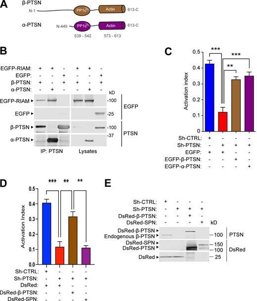 Ptsn regulates integrin activation. Silencing of Ptsn reduces integrin activation. (A) Domain organization of α-Ptsn (short) and β-Ptsn (long) isoforms. (B) Both isoforms of Ptsn associate with RIAM. 293A cells were transfected with plasmids encoding Flag-tagged α- or β-Ptsn in combination with vectors encoding EGFP-RIAM or EGFP. Immunoblots were used to analyze proteins binding to an anti-Flag affinity matrix. IP, immunoprecipitation. (C) Both isoforms of Ptsn restore integrin activation in Ptsn-silenced cells. 293A cells that express constitutively active αIIb(R995A)β3 were transduced with a lentivirus encoding an shRNA against Ptsn. A scrambled shRNA was used as a negative control. Cells were then transfected with a plasmid encoding either EGFP-tagged shRNA resistant α- or β-Ptsn or EGFP alone. Integrin activation was measured by flow cytometry using the monoclonal antibody PAC1 that specifically recognizes the activated form of αIIbβ3. The activation index was calculated as (F − Fo)/(Fm − Fo), where F is the geometric mean fluorescence intensity (MFI) of PAC1 binding, Fo is the MFI in presence of the competitive inhibitor integrilin, and Fm is the MFI upon addition of the integrin-activating anti-LIBS6 antibody. Bar graphs represent mean ± SEM (n = 3 independent experiments). One-way ANOVA with Tukey post-test; **, P < 0.01; ***, P < 0.001. In C, the expression of Ptsn was confirmed by immunoblotting. (D) Expression of spinophilin does not complement the loss of Ptsn. The expression of Ptsn was silenced in αIIb(R995A)β3-expressing 293A cells, and the activation index was determined as in C in cells transfected with Ds Red β-Ptsn or spinophilin (SPN). Bar graphs represent mean ± SEM (n = 3 independent experiments). One-way ANOVA with Tukey post-test; **, P < 0.01; ***, P < 0.001. (E) Protein expression was assessed by immunoblotting. Source data are available for this figure: SourceData F2. Refer to the image caption for details.