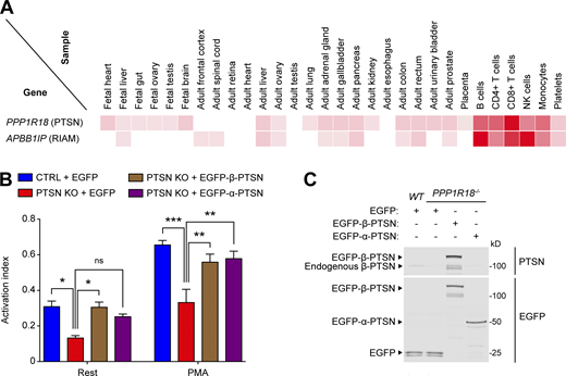 Ptsn enables integrin activation in a human T cell line. (A) Relative expression of Ptsn and RIAM in human tissues. Adapted from the Human Proteome Map portal (https://www.humanproteomemap.org). (B) KO of Ptsn in Jurkat T cells reduces integrin activation. PPP1R18 gene encoding Ptsn was knocked out in Jurkat T cells using CRISPR/Cas9, and soluble VCAM-1 binding was assessed by flow cytometry. Cellular stimulation was performed using PMA (100 nM). The activation index was calculated as (F − Fo)/(Fm − Fo), where F is the MFI of VCAM-1 binding, Fo is the MFI in presence of EDTA, and Fm is the MFI upon addition of MnCl2. Bar graphs represent mean ± SEM (n = 3 independent experiments). Two-way ANOVA with Tukey post-test; *, P < 0.05; **, P < 0.01; ***, P < 0.001. (C) The expression of Ptsn was confirmed by immunoblotting. Results are representative of three independent experiments. Source data are available for this figure: SourceData F3. Refer to the image caption for details.