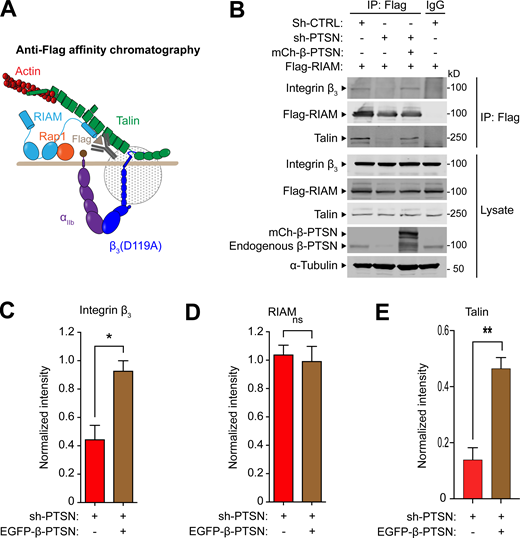 Ptsn enables the assembly of the RIAM–MIT complex. (A and B) U2-OS cells that stably express integrin αIIb-SBP and β3(D119A) to form ligand binding–defective αIIb(SBP)β3(D119A) were transduced with a lentivirus encoding a shRNA against Ptsn before transfection with mCherry-tagged β-Ptsn in combination with Flag-RIAM. Flag-tagged RIAM was captured by anti-Flag immunoprecipitation (IP; A) and associated proteins were analyzed by immunoblotting (B). (C–E) Integrated density values for immunoreactive bands corresponding to integrin β3 (C), RIAM (D), or talin (E). Bar graphs represent mean ± SEM (n = 3 independent experiments) normalized to control condition (sh-, scrambled). Two-tailed t test; *, P < 0.05; **, P <0.01. Source data are available for this figure: SourceData F5. Refer to the image caption for details.