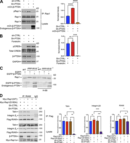 Ptsn mediates Rap1 dephosphorylation. (A) Silencing of Ptsn expression promotes Rap1 phosphorylation. αIIb(SBP)β3(D119A)–expressing U2-OS cells were transduced with a lentivirus encoding an shRNA against Ptsn or sh-CTRL (scrambled) and then transfected with a plasmid encoding Myc-tagged Rap1 in combination with a vector encoding mCherry-tagged Ptsn or empty vector. Rap1 was immunoprecipitated (IP) using an anti-Myc antibody, and phosphorylation of Rap1 was revealed by an antibody recognizing phosphorylated PKA substrates (pRap1). (B) As a control, the phosphorylation of CREB was assayed in Ptsn-depleted cells using an antibody that specifically recognizes the phosphorylated form of CREB. U2-OS cells were treated with 10 μM forskolin for 30 min to induce CREB phosphorylation. (C) The phosphorylation of endogenous Rap1 was assessed by gel mobility shift assay. WT, Ptsn-null, or β-Ptsn–reconstituted Ptsn-null Jurkat T cells described in Fig. 3 were left untreated or treated with H-89. The mobility of Rap1 was measured on an immunoblot of proteins separated on 12% SDS-PAGE. The mobility of the lower band was reduced in Ptsn-null cells compared with WT and β-Ptsn–reconstituted Ptsn-null cells or Ptsn-null cells treated with a PKA inhibitor, H-89. (D) Phosphorylation-resistant Rap1 mutant (S180A) rescues RIAM MIT complex assembly. αIIb(SBP)β3(D119A)–expressing U2-OS cells were transduced with a lentivirus encoding a shRNA against Ptsn and transfected with a bicistronic plasmid encoding Myc-tagged Rap1 in combination with Flag-RIAM. RIAM was immunoprecipitated using an anti-Flag antibody, and the associated β3 integrin was revealed by immunoblotting and quantified by infrared spectroscopy. Bar graphs represent mean ± SEM (n = 3 independent experiments). Significance was tested with one-way ANOVA with Tukey post-test; *, P < 0.05,**, P < 0.01; ***, P < 0.001; ****, P < 0.0001. Source data are available for this figure: SourceData F6.