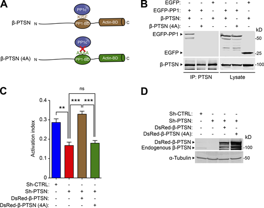 The capacity of Ptsn to support integrin activation depends on binding to PP1c. (A) Schematic of β-Ptsn indicating the PP1c- binding domain containing a KISF motif. (B) Mutation of the KISF residues to four Ala (4A) in Ptsn blocks its interaction with PP1c. 293A cells were transfected with plasmids encoding EGFP-tagged PP1c in combination with either β-Ptsn WT or 4A mutant. Ptsn was immunoprecipitated (IP) using an anti-Flag antibody before immunoblotting. (C and D) 293A cells that express constitutively active αIIb(R995A)β3 were transduced with a lentivirus encoding a shRNA against Ptsn and transfected with a plasmid encoding EGFP-tagged shRNA-resistant Ptsn either WT or 4A mutant. (C) 293A cells that express constitutively active αIIb(R995A)β3 were transduced with a lentivirus encoding a shRNA against Ptsn. A scrambled shRNA was used as a negative control. Cells were then transfected with a plasmid encoding DsRed-tagged shRNA-resistant β-Ptsn either WT or 4A mutant. Integrin activation was measured by flow cytometry using the monoclonal antibody PAC1 that specifically recognizes the activated form of αIIbβ3. The activation index was calculated as (F − Fo)/(Fm − Fo), where F is the MFI of PAC1 binding, Fo is the MFI in presence of the competitive inhibitor integrilin, and Fm is the MFI upon addition of the integrin-activating anti-LIBS6 antibody. Bar graphs represent mean ± SEM (n = 3 independent experiments). One-way ANOVA with Tukey post-test; **, P < 0.01; ***, P < 0.001. (D) The expression of 4A Ptsn was confirmed by immunoblotting. Source data are available for this figure: SourceData F7. Refer to the image caption for details.