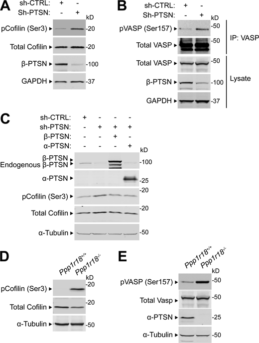 Ptsn regulates the phosphorylation of cofilin and VASP. (A–C) 293A cells were transduced with a lentivirus encoding a shRNA against Ptsn. A scrambled shRNA was used as a negative control. (A) Cell lysates were separated by SDS-PAGE and immunoblotted with an anti-phospho Ser(3) cofilin. (B) VASP was captured by immunoprecipitation (IP) and immunoblotted with an anti-phospho Ser(157) VASP. (C) Ptsn-silenced cells were transfected with a plasmid encoding either Flag-tagged α- or β-Ptsn isoforms, and phosphorylation of endogenous cofilin or VASP was assessed as described in A and B, respectively. (D and E) Phosphorylation of endogenous cofilin or VASP lysates of splenocytes isolated from WT or Ppp1r18−/− mice analyzed as described in A and B. Results are representative of three independent experiments. Source data are available for this figure: SourceData FS1. Refer to the image caption for details.