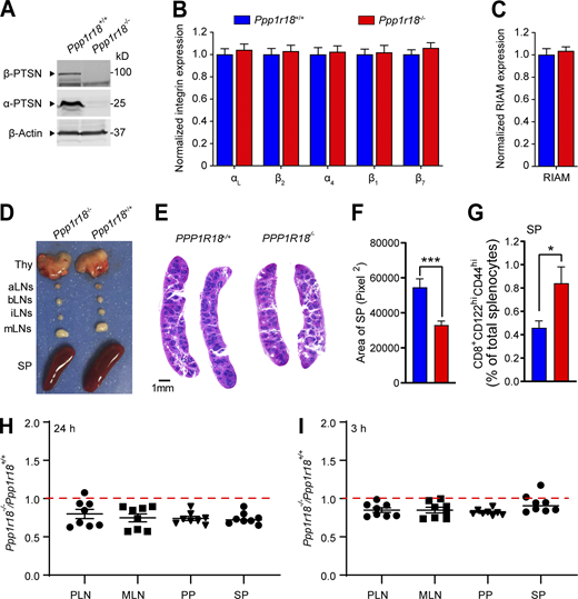 Characterization of Ppp1r18−/−mice. (A)Ppp1r18−/− mice manifest loss of both α- and β-Ptsn isoforms. Ptsn expression in splenocytes was assayed by immunoblotting using an antibody that reacts with the C-terminus of Ptsn and recognizes both α- and β-Ptsn isoforms. (B and C) Surface expression of αL (CD11a), β2 (CD18), α4 (CD49d), β1 (CD29), and β7 integrins (B), and intracellular staining of RIAM in splenocytes (C) was measured by flow cytometry. Bar graphs represent mean ± SEM (n = 5 mice). Data are normalized to Ppp1r18+/+ samples = 1. Two-tailed t test; no significant differences were observed. (D) Representative lymphoid tissues of Ppp1r18−/− and WT mice. aLN, aortic lymph nodes; bLN, brachial lymph nodes; iLN, inguinal lymph nodes; Thy, thymus; SP, spleen. (E) Representative H&E staining of spleen sections from Ppp1r18−/− or WT mice. Scale bars: 1 mm. (F) Spleen area calculated by H&E staining of spleen sections. Two-tailed t test; ***, P < 0.001. (G) Percentage of memory CD8 T cells (CD8+CD44hiCD122hi) in splenocytes (SP) from Ppp1r18−/− or WT mice. Bar graphs represent mean ± SEM (n = 4 mice). Two-tailed t test; *, P < 0.05. (H and I) In vivo competitive homing of Ppp1r18−/− CD4+ T cells to different lymphoid tissues. CD4+ T cells were isolated from either control or Ppp1r18−/− mice, differentially labeled, and mixed before injection into C57BL/6 mice. The ratio of Ppp1r18−/− to control CD4+ T cells was determined by flow cytometry from PLN, MLN, Peyer’s patches (PP), and spleen (SP) 24 h (H) or 3 h (I) after injection. Data represent mean ± SEM (n = 8 mice). Source data are available for this figure: SourceData FS2. Refer to the image caption for details.
