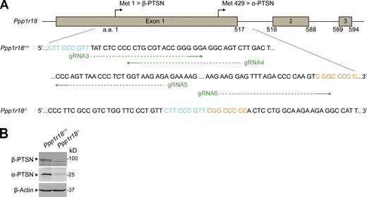 Alternative generation of Ppp1r18−/−mice. (A) Generation of Ppp1r18−/− mice by deleting the entire coding sequence of exon1. Four sgRNAs targeting the exon1 were used. The edited sequence of the repaired Ppp1r18−/− allele is shown. (B)Ppp1r18−/− mice manifested loss of both α- and β-Ptsn isoforms. Ptsn expression in splenocytes was assayed by immunoblotting using an antibody that reacts with the C-terminus of Ptsn and recognizes both α- and β-Ptsn isoforms. Source data are available for this figure: SourceData FS3. Refer to the image caption for details.