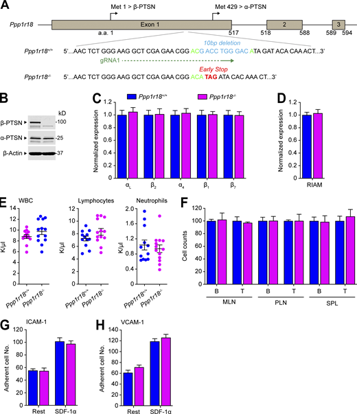 Deletion of the Ptsn β isoform in mice does not alter peripheral blood leukocyte counts, population of peripheral lymphoid organs, or T cell integrin activation. (A) Generation of Ppp1r18β−/− mice. Two sgRNAs targeting a site in exon1 that lies downstream of the initiator methionine for β-Ptsn (Met1) and upstream of that for α-Ptsn (Met429), causing a 10-bp deletion that results in an early stop codon in β-Ptsn. (B)Ppp1r18β−/− mice manifested loss of β-Ptsn isoform, but not α-Ptsn. Ptsn expression in splenocytes was assayed by immunoblotting using an antibody that reacts with the C-terminus of Ptsn and recognizes both α- and β-Ptsn isoforms. (C and D) Surface expression of αL (CD11a), β2 (CD18), α4 (CD49d), β1 (CD29), and β7 integrins (C) or intracellular staining of RIAM (D) in splenocytes was measured by flow cytometry. Bar graphs represent mean ± SEM (n = 3 mice). Data are normalized to Ppp1r18β+/+ samples = 1. Two-tailed t test; no significant differences were observed. (E)Ppp1r18β−/− mice exhibit normal peripheral blood leukocyte counts. Mean ± SEM are plotted. Two-tailed t test; no significant differences were observed. (F) The number of T and B cells in MLN, PLN, and spleen (SPL) from WT or Ppp1r18β−/− mice. Data are normalized to Ppp1r18β+/+ samples = 100. Bar graphs represent mean ± SEM (n = 4 mice). Two-tailed t test; no significant differences were observed. (G and H) Deletion of Ppp1r18β−/− does not impair T cell adhesion. CD4+ T cells were isolated from the spleen of WT or Ppp1r18β−/− mice. Cell adhesion to immobilized ICAM-1 or VCAM-1 was assayed in flow conditions upon stimulation with SDF-1α. Rest, no stimulation. Bar graphs represent mean ± SEM (n = 6 mice). Two-tailed t test; no significant differences were observed. Source data are available for this figure: SourceData FS4. Refer to the image caption for details.