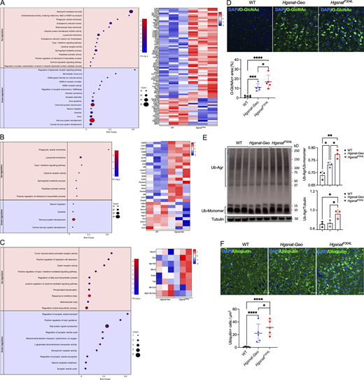 Aggravated pathological alterations in the gene expression and increased levels of protein markers of UPR and the ER stress in the brains of HgsnatP304Lmice. (A–C) Hippocampal mRNA profiling in 4-mo-old MPS IIIC mice reveals increased expression of genes involved in lysosomal, lipid synthesis, and proinflammatory processes and reduced expression of genes involved in synaptic transmission, vesicular transport, and neurogenesis. Dot plots (left) show significantly enriched GO terms (biological processes, molecular functions, and cellular components) and heatmaps (right) of the genes significantly upregulated and downregulated in the hippocampi of HgsnatP304L mice compared with WT mice (A), Hgsnat-Geo mice compared with WT mice (B), and HgsnatP304L mice compared with Hgsnat-Geo mice (C). GO terms are plotted in the order of gene ratios, and each pathway is shown as a circle with the color representing the P values (−log10) and the size representing the number of differentially expressed genes. The heatmap colors and their intensity show changes in gene expression levels. Data were obtained by sequencing mRNA samples extracted from three mice per genotype. (D) Brain cortex of HgsnatP304L 6-mo-old mice shows increased levels of O-GlcNAc–modified proteins compared with Hgsnat-Geo and WT mice. Panels show representative images of brain cortex (layers 4–5) immunostained for O-GlcNAc (green). DAPI (blue) was used as a nuclear counterstain. Scale bar equals 25 µm. Graphs show results of quantification performed using ImageJ software. Individual data, means, and SD obtained for five mice per genotype (three areas/mouse) are shown. P values were calculated using nested one-way ANOVA test with Tukey post hoc test. (E) Increased levels of ubiquitinated protein aggregates are detected in the brain homogenates of HgsnatP304L mice by immunoblotting. Graphs show combined intensities (individual values, means, and SD) of protein ubiquitin+ bands, quantified with ImageJ software and normalized by either intensity of tubulin bands or bands of ubiquitin monomers. Three mice per genotype were analyzed. P values were calculated using ANOVA with Tukey post hoc test. (F) Somatosensory cortex (layers 4–5) of HgsnatP304L mice shows increased levels of pyramidal neurons containing cytoplasmic ubiquitin+ materials. Panels show representative confocal microscopy images of brain tissues, stained for ubiquitin, of 6-mo-old Hgsnat-Geo, HgsnatP304L, and WT mice. Scale bar equals 25 µm. Graph shows results of quantification performed using ImageJ software. Individual data, means, and SD obtained for five mice per genotypes (three areas/mouse) are shown. P values were calculated using nested one-way ANOVA test with Tukey post hoc test. *, P < 0.05; **, P < 0.01; ***, P < 0.001; ****, P < 0.0001. Source data are available for this figure: SourceData F5.