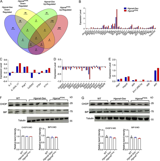 ER stress and UPR in the brain tissues of HgsnatP304Lmice. (A) A higher number of hippocampal genes with altered expression levels is found in HgsnatP304L than in Hgsnat-Geo mice. Venn diagram showing the number of genes that were upregulated or downregulated in hippocampal tissues of 4-mo-old HgsnatP304L and Hgsnat-Geo mice compared with the age- and sex-matched WT mice. Three mice (two male and one female) were studied for each genotype. (B–E) The expression levels of genes involved in lysosomal biogenesis (B), inflammatory response (C), and ER stress/UPR (E) show a trend for a greater increase, while the expression of genes involved in inhibitory synaptic transmission (D) show a trend for further decrease in HgsnatP304L compared with Hgsnat-Geo mice. (F and G) Normal protein levels the ER stress markers, CHOP and BiP, are detected in brain cortex tissues of 6-mo-old (F) and 8-mo-old (G) WT, HgsnatP304L, and Hgsnat-Geo mice by immunoblot. Graphs show band intensity values measured using ImageJ software. Individual results, means, and SD of experiments with three mice per genotype, per age are shown. P values were calculated using one-way ANOVA with Tukey post hoc test. Source data are available for this figure: SourceData FS2.