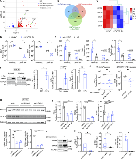 HNF4A directly regulates Btnls and other immune signaling molecules. All mice in this figure were 9–12-wk-old young adult unless stated otherwise. (A) Gene expression was determined by RNA-seq using sorted cecal IECs. Volcano plot displaying the fold change and adjusted P value of DE genes enriched in the WT (red) and Hnf4aIEC-KO (blue). Selected DE genes were highlighted (green) and annotated by arrows. Non-DE genes, gray. N = 3 for each genotype. (B) Venn diagram showing the overlap of DE genes with genes that contained HNF4A binding sites within 2 kb of TSS (ChIP-seq dataset GSM1266727). (C) Relative expression of representative immune signaling molecules in the HNF4A-dependent and HNF4A-bound group was shown as heatmap. Each column represented one biological replicate. (D) Expression of Btnl1 and Btnl6 in the ileal and colonic IECs was determined by qPCR and shown as 2−dCt. Median. N = 4–5 for each group. (E) HNF4A binding to the promoters of indicated genes was determined by ChIP-qPCR and shown as 2−dCt. Mean with SD. N = 3–4 for each group. (F) Empty vector (Ctrl) or mouse Hnf4a was ectopically expressed in murine iBMDMs. Western blot showing protein levels of HNF4A, GAPDH, and histone H3 in the cytosol and nucleus. qPCR analysis of HNF4A targets was shown as 2−dCt. Mean with SD. N = 3 for each group. (G) Breeders were given antibiotic cocktails (ABX) ad lib from pregnancy and treatment continued after birth of pups. RNA levels of indicated genes in the colonic IECs of 3-wk-old offspring were determined by qPCR and shown as 2−dCT. Average levels of genes in the colonic IECs from nontreated (NT) 3-wk-old mice were indicated by dashed lines. Median. N = 4–6 for each group. (H) Caco2-Cas9 cells were transduced with nontargeting guide RNA (sgCtrl) or two independent guides targeting HNF4A (sgHNF4A-1, sgHNF4A-2). Protein expression of HNF4A, BTNL8, and GAPDH was determined by Western blot. Band intensity was quantified using Fiji and shown below. Replicates were independently transduced cells. Mean with SD. N = 3 for each group. (I) Caco2-Cas9 cells were treated as in H. RNA levels of indicated genes were determined by qPCR and shown as 2−dCT. Mean with SD. N = 3 for each group. (J) Protein expression of HNF4A, BTNL8, and GAPDH in undifferentiated and differentiated Caco2 cells was determined by Western blot. (K) HNF4A binding to the promoters of indicated genes in differentiated Caco2 cells was determined by ChIP-qPCR and shown as 2−dCT. Mean with SD. N = 4 for each group. Each dot represented individual mouse or treatment. Data was combined from two independent experiments or one representative experiment from at least two independent experiments. Data was analyzed by Mann-Whitney tests (D–G and K) and one-way ANOVA (H and I). *, P < 0.0332; **, P < 0.0021; ***, P < 0.0002; ****, P < 0.0001. Source data are available for this figure: SourceData F2.