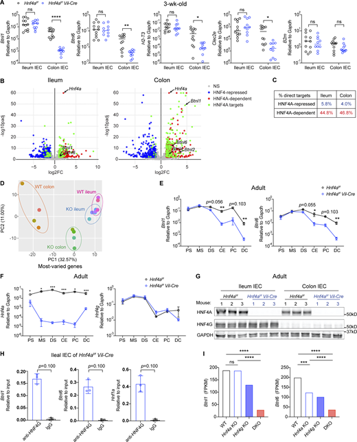 HNF4A and HNF4G regulate immune signaling molecules in a location-specific manner. (A) Expression of indicated immune signaling molecules in the ileal and colonic IECs from 3-wk-old mice was determined by qPCR and shown as 2−dCT. Median. N = 10–12 for each group. (B) RNA-seq analysis of sorted IECs from the ileum and colon of 3-wk-old mice. Volcano plots displaying the fold change and adjusted P value of DE genes enriched in WT (red) and Hnf4aIEC-KO (blue). DE genes containing HNF4A binding sites within 2 kb of TSS were highlighted (green) and annotated by arrows. Non-DE genes, gray. N = 4 for each group. (C) Percentage of HNF4A direct targets in ileal and colonic DE genes was shown. (D) Principal component analysis of most-varied genes was shown. Each dot represented transcriptome from one sample. Samples of the same genotype and tissue origin were grouped by colored ovals. WT ileum (pink), Hnf4aIEC-KO ileum (blue), WT colon (orange), and Hnf4aIEC-KO colon (green). (E) Expression of Btnl1 and Btnl6 along the intestinal tract of young adult mice was determined by qPCR. PS, proximal small intestine; MS, middle small intestine; DS, distal small intestine; CE, cecum; PC, proximal colon; DC, distal colon. Mean with SEM. N = 5–9 for each group. (F) As in E, expression of Hnf4a and Hnf4g along the intestinal tract was determined by qPCR. Mean with SEM. N = 5–9 for each group. (G) Protein levels of HNF4A and HNF4G in the ileal and colonic IECs was determined by Western blot. N = 3 for each group. (H) HNF4G binding to the promoters of indicated genes in the ileal IECs from Hnf4aIEC-KO mice was determined by ChIP-qPCR and shown as 2−dCT. Mean with SD. N = 3 for each group. (I) Levels of Btnl1 and Btnl6 in the duodenal IECs of indicated genotypes. Data was adapted from the RNA-seq dataset GSE112946 (Chen et al., 2019). Mean. N = 3 for each group. Each dot represented individual mouse. Data was combined from at least two independent experiments or one representative experiment of two independent experiments and analyzed by Mann-Whitney tests (A, E, F, and H). *, P < 0.0332; **, P < 0.0021; ***, P < 0.0002; ****, P < 0.0001. Source data are available for this figure: SourceData F5. Refer to the image caption for details.