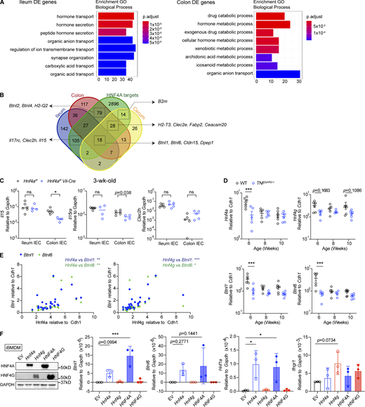 HNF4A and HNF4G cooperate to regulate immune signaling molecules. Related to Fig. 5. (A) GO enrichment analysis of DE genes in the ileum and colon comparing WT and Hnf4aIEC-KO. (B) HNF4A-dependent genes in the ileum, cecum, and colon (Fig. 2 A and Fig. 5 B) were compared to the HNF4A ChIP-seq dataset (GSM1266727). HNF4A direct targets were defined by genes containing HNF4A binding sites within 2 kb of TSS. The overlap among groups was summarized as Venn diagram. Representative genes in each group were highlighted by arrows. (C) Expression of selected ileum-specific HNF4A-dependent targets in B was determined by qPCR using 3-wk-old IEC samples. Median. N = 4–6 for each group. Data was analyzed by Mann-Whitney tests. (D) Expression of Hnf4a, Hnf4g, Btnl1, and Btnl6 in the ileum of WT and TNFΔARE/+ mice at different ages. Median. N = 4–6 for each group. Data was analyzed by two-way ANOVA. (E) Expression correlation of Hnf4 and Btnls was determined by Pearson correlation. Data from D. (F) Empty vector (EV), mouse Hnf4a, Hnf4g, human HNF4A, or HNF4G were ectopically expressed in iBMDMs. Protein levels of HNF4A, HNF4G, and GAPDH from one representative experiment was determined by Western blot. Expression of indicated HNF4A targets was determined by qPCR and shown as 2−dCT. Mean with SD. N = 3 for each group. Data was analyzed by one-way ANOVA. Each dot represented individual mouse or treatment. Data was combined from two independent experiments. ns, not significant; *, P < 0.0332; **, P < 0.0021; ***, P < 0.0002. Source data are available for this figure: SourceData FS3. Refer to the image caption for details.