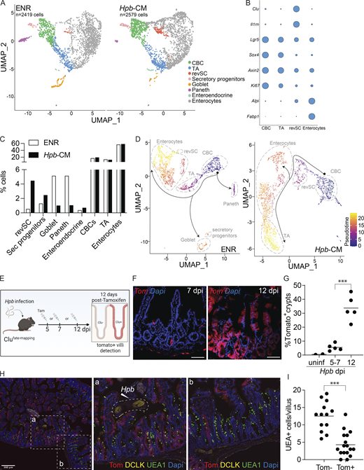 Hpb-CM expands revSCs and limits secretory cell differentiation. SI organoids were stimulated with Hpb-CM for 24 h from the plating of fresh crypts, and scRNA-seq analysis was performed. (A) UMAP projection plots; colors represent cells clustered together based on gene expression similarity. (B) Representative cluster identifying markers; circle size represents average expression of indicated transcripts (complete gene expression list can be found in Table S2). (C) The proportion of each cluster within each sample is presented. (D) Trajectory analysis using CBCs as the pseudotime source variable (pseudotime = 0). (E–G)Clu fate-mapping (Clu-CreERT; Rosa26-LSL-tdTomato; Ayyaz et al., 2019) mice were infected with Hpb, and Clu+ Tom+ cells were labeled by tamoxifen injection 5, 7, or 12 dpi and imaged 12 d after each injection; scale bar, 100 μm; image created with Biorender.com. (H and I) Immunofluorescent staining for DCLK (yellow), UEA1 (green), and DAPI (blue) as well as detection of Tom (red) in Clu fate-mapping mice on 24 dpi (mice were injected with tamoxifen on 12 dpi). Data shown are representative of one (A–D) or three or more (E–I) independent experiments, n = 3–5 biological replicates. Statistical tests: two-way ANOVA (G), t test (I); ***, P < 0.005. Refer to the image caption for details.