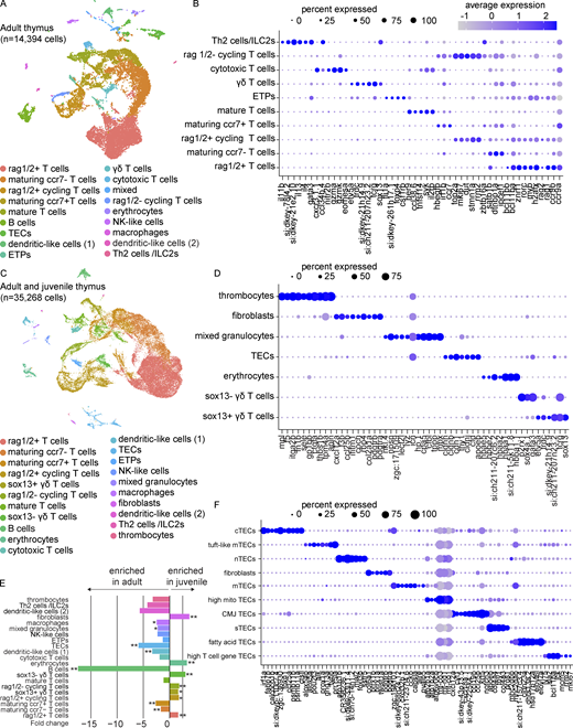 Transcriptional characterization of the zebrafish thymus.(A) UMAP visualization of 14,394 cells obtained from the thymi of four adult zebrafish (3–4 mpf). All thymi were dissected and processed within the same experiment. Cell type annotations were based on enriched markers (Table S1) that were identified by Wilcoxon rank sum test. (B) Dot plot of selected markers of the adult thymus showing expression across T cell populations. See Fig. S1 A for full dot plot. Dot size reflects the percentage of cells within a population expressing a given marker and dot color shows the average expression within that population. (C) UMAP visualization of 35,268 cells obtained from the thymi of four adult zebrafish and four technical replicates of juvenile zebrafish (4 wpf; pool of cells from 21 zebrafish). Cell type annotations were based on enriched markers (Table S2) that were identified by Wilcoxon rank sum test and nomenclature consistent with (A) was used when appropriate. The adult and juvenile thymi were dissected and processed in independent experiments. (D) Dot plot of selected markers of the adult and juvenile thymi highlighting the expression of newly/better-resolved clusters following integration. (E) Bar plot of the beta-binomial test comparing cell type composition of the juvenile and adult thymi (Table S3). The average fold change for each cell type is depicted by bar length and direction, with negative values enriched in the adult thymus and positive values enriched in the juvenile thymus. Statistical significance is shown for Benjamini-Hochberg adjusted P values: *, P < 0.05; **, P < 0.01. (F) Dot plot of selected markers distinguishing the epithelial and fibroblast-like populations from the subset analysis visualized by UMAP in Fig. S2 A and identified by the Wilcoxon rank sum test (Table S5). nTEC, neural TEC; mito, mitochondrial-gene expressing; CMJ, corticomedullary junction; sTEC, structural TEC. Refer to the image caption for details.