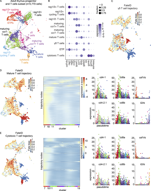 Trajectory analysis of the adult thymus using FateID. (A) RaceID3 UMAP visualization of the adult thymus progenitor and T cell subset. This subset of cells was derived from four adult zebrafish (3–4 mpf) dissected and processed within the same experiment. Cell type annotations were based on enriched markers and nomenclature consistent with Seurat clustering was used when appropriate. Circle outlines group multiple RaceID3 clusters falling within one Seurat-assigned cell type. (B) Dot plot of selected markers of the adult thymus progenitor and T cell subset showing expression across T cell populations. Dot size reflects the percentage of cells within a population expressing a given marker and dot color shows the log2 transformation of expression within that population. (C) Fate bias visualization depicts in color (red = high, blue = low) the probability that a cell will be assigned to the γδ T cell trajectory. Fate bias is 1 for the γδ T cell lineage-defining cluster, cluster 5, whereas clusters 1 and 19, lineage-defining clusters for the mature T cell and cytotoxic T cell trajectories, respectively, have a fate bias of 0. (D) Left: Fate bias visualization depicts in color (red = high, blue = low) the probability that a cell will be assigned to the mature T cell trajectory. Fate bias is 1 for the mature T cell lineage-defining cluster, cluster 1, whereas clusters 5 and 19, lineage-defining clusters for the γδ T cell and cytotoxic T cell trajectories, respectively, have a fate bias of 0. Middle: SOM for the mature T cell trajectory demonstrating pseudotime expression, grouping genes into nodes with RaceID3 cluster labeling along the x axis. Expression z-score is reflected by the color bar, with red being the highest and blue being the lowest. See also Table S7. Right: Pseudotime plots of the expression of cd4-1, cd4-2.1, cd8a, cd8b, csf1rb, and il2rb in the mature T cell trajectory. (E) Left: Fate bias visualization depicting in color (red = high, blue = low) the probability that a cell will be assigned to the cytotoxic T cell trajectory. Fate bias is 1 for the cytotoxic T cell lineage-defining cluster, cluster 19, whereas clusters 1 and 5, lineage-defining clusters for the mature T cell and γδ T cell trajectories, respectively, have a fate bias of 0. Middle: SOM for the cytotoxic T cell trajectory demonstrating pseudotime expression, grouping genes into nodes with RaceID3 cluster labeling along the x axis. Expression z-score is reflected by the color bar, with red being the highest and blue being the lowest. See also Table S7. Right: Pseudotime plots of the expression of csf1rb, cd4-1, cd4-2.1, cd8a, cd8b, csf1rb, and il2rb in the cytotoxic T cell trajectory. Refer to the image caption for details.