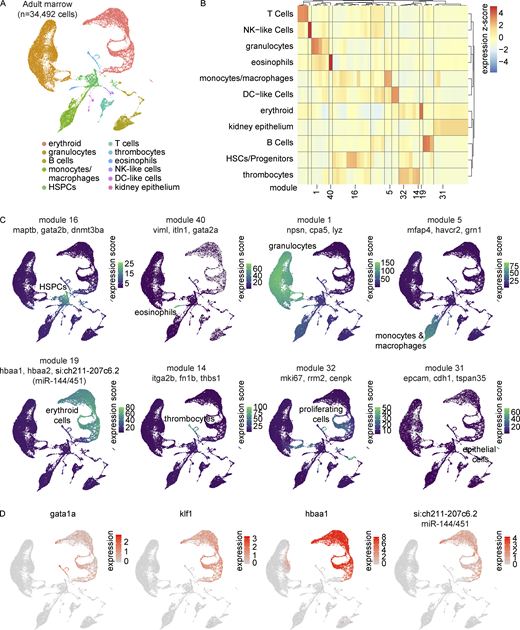 Transcriptional characterization of the adult zebrafish marrow. (A) UMAP visualization of 34,492 cells obtained from five zebrafish marrows. Marrows were dissected and processed in three independent experiments. Distinct cell lineages are denoted in different colors. Lineages were determined by differential gene expression (Wilcoxon rank sum test in Seurat) and gene module analysis in Monocle 3 (Table S8). (B) Gene module clustered heatmap of zebrafish marrow grouped by cell lineage. Color scale shows relative module enrichment (red) or depletion (blue). (C) UMAP visualizations of highlighted gene modules in panel B. (D) UMAP visualizations of canonical erythrocyte lineage genes gata1a, klf1, and hbaa1 in addition to the newly appreciated si:ch211-207c6.2. This gene is one of the most specific erythrocyte genes identified at the transcriptional level in this dataset and was later determined to be a transcript containing the sequences of both miR-144 and miR-451.