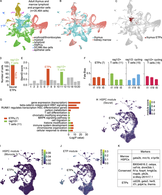 Identification and characterization of ETPs. (A and B) UMAP visualizations of the adult thymus and lymphoid and progenitor marrow fraction integrated together in Seurat (n = 35,464 cells) annotated by (A) cell lineage and (B) tissue of origin. These cells were derived from seven adult zebrafish dissected and processed in three independent experiments; paired marrow and thymi were obtained from two zebrafish. (C) UMAP visualization of Seurat ETPs (cluster 38, resolution = 3; Table S1) on the integrated adult thymus and lymphoid and progenitor marrow fraction UMAP. Highlighted cells fall predominately in the integrated HSPC cluster. (D) Assessment of the Seurat ETPs (cluster 38, resolution = 3) in RaceID3 analysis; the majority of Seurat ETPs were in RaceID3 cluster 7. (E) StemID score, the product of transcription entropy and number of inter-cluster links, displayed across all clusters; clusters 7 (ETPs) and 11 (rag1/2+ T cells) are highlighted in their respective cluster colors for having the highest StemID scores. (F) Fate bias probabilities within early clusters (highest StemID scores) across the three trajectories. Error bars depict SEM. (G) Enriched pathways determined using Metascape for the two earliest clusters (7 and 11) as predicted by FateID and StemID2. Negative log base 10 P values are plotted for a relevant subset of enriched pathways. (H–J) UMAP visualizations of gene modules in the adult thymus: (H) Seurat HSPC module (top 20 HSPC-enriched genes by specificity from Wilcoxon rank sum test), (I) Monocle 3 HSPC module, and (J) literature-based ETP gene module. See Materials and methods and Table S9 for module determination and the specific genes comprising each module, respectively. (K) Conserved and differentially expressed gene markers between thymic ETPs and marrow HSPCs as determined by Wilcoxon rank sum test (Tables S10 and S11). For the identification of conserved markers, P values were combined using Tippett’s method (minimum P value). Refer to the image caption for details.
