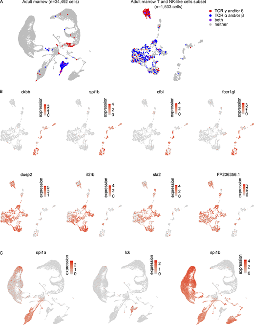 Distinguishing markers of NK-like cells and T cells. (A) UMAP visualization of detection of TCR γ and/or δ (red), α and/or β (blue), or a combination of both sets of receptors (purple) in the (left) larger marrow object and (right) T and NK-like cell populations. (B) Top: UMAP visualizations of subset of genes identified in both Monocle 3 top markers analysis (limited to top 25 most specific genes as ranked by Jensen-Shannon divergence) and Seurat differential expression analysis (Wilcoxon rank sum test) as being significantly enriched in NK-like cells vs. T cells (Table S14). Bottom: UMAP visualizations of subset of genes identified in both Monocle 3 top markers analysis and Seurat differential expression analysis as being significantly enriched in T cells vs. NK-like cells. FP236356.1 is a 109,805 bp region that includes TCR β constant 1 (trbc1; Table S14). (C) UMAP visualizations of expression of spi1a, spi1b, and lck in the marrow. Expression of spi1a is observed in a subset of spi1b-expressing cells and may distinguish myeloid and lymphoid cells. NK-like cells here are spi1b+ while T cells are spi1b negative. DC-like cells (2) are spi1a−lck+ whereas DC-like cells (1) are spi1a+lck−, further consistent with the hypothesis that DC-like cells (2) are plasmacytoid DCs and DC-like cells (1) are myeloid DCs and specifically akin to cDC1s. Refer to the image caption for details.