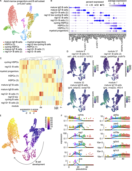 Transcriptional characterization and trajectory analysis of B cell development using Monocle 3. (A) UMAP visualization of 5,547 B cells and progenitors from the marrow. Cell type annotations were based on differential expression as determined by the Wilcoxon rank sum test in Seurat and gene module analysis in Monocle 3 (Tables S15 and S16). Nomenclature consistent with Fig. 6 A was used for the HSPC populations when appropriate. (B) Dot plot of selected markers differentially expressed across B and progenitor cell populations. Dot size reflects the percentage of cells within a population expressing a given marker and dot color shows the average expression within that population. (C) Gene module clustered heatmap of zebrafish B cells and progenitors grouped by cell type demonstrating cell type enrichments. Color scale shows relative module enrichment (red) or depletion (blue). (D) UMAP visualizations of gene modules enriched in different stages of B cell development. (E) UMAP visualization of B cells and progenitors colored by pseudotime as computed in Monocle 3. (F) Gene expression dynamics over pseudotime computed in Monocle 3 colored by cluster assignment for 11 genes related to B cell development. Refer to the image caption for details.