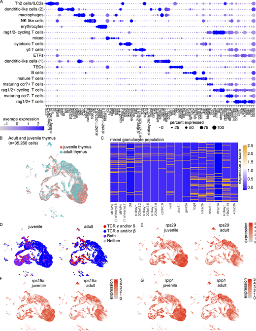 Extended cell type characterizations of the zebrafish thymus. (A) Dot plot of selected markers of the adult thymus showing expression across all cell populations, an expanded version of Fig. 1 B (see also Table S1). Dot size reflects the percentage of cells within a population expressing a given marker and dot color shows the average expression within that population. Similarly to Fig. 1, A and B, thymi were derived from four adult zebrafish (3–4 mpf) processed within the same experiment. (B) UMAP visualization by timepoint of the 35,268 adult and juvenile thymus cells integrated in Seurat. These cells were derived from the thymi of four adult zebrafish and four technical replicates of juvenile zebrafish (4 wpf; pool of cells from 21 zebrafish) processed in two independent experiments as in Fig. 1 C. (C) Heatmap visualization of selected genes to demonstrate heterogeneity within the mixed granulocyte population as determined by analysis of the integrated adult and juvenile thymus cells. (D) UMAP visualization of detection of TCR γ and/or δ (red), α and/or β (blue), or a combination of both sets of receptors (purple) in the integrated adult and juvenile thymi. (E–G) UMAP visualizations of the expression of ribosomal genes (E) rps29, (F) rps15a, and (G) rplp1 that demonstrated differential expression in erythrocytes derived from juvenile vs. adult thymi as determined by Wilcoxon rank sum test in Seurat (Table S4).
