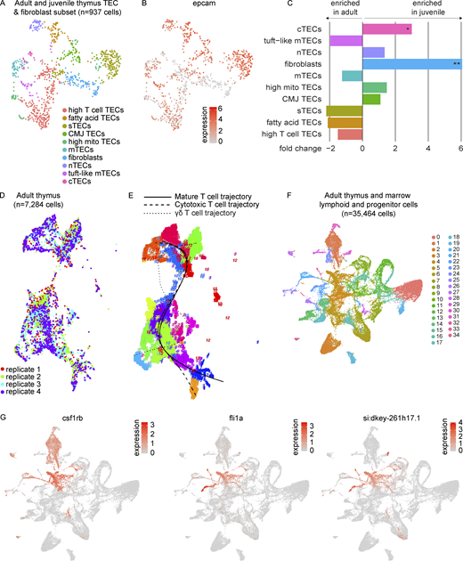 Zebrafish TECs and T cell developmental trajectories. (A) UMAP visualization of the 937 cells within the TEC and fibroblast populations of the combined adult and juvenile thymi as subsetted and re-analyzed to improve resolution of cell populations. Cell type annotations were based on differential expression analysis as determined by Wilcoxon rank sum test in Seurat (Table S5). (B) UMAP visualization of the expression of the epithelial marker, epcam, within the TEC and fibroblast subset. (C) Bar plot of beta-binomial test comparing composition of epithelial and fibroblast subset between juvenile and adult thymi (Table S6). Average fold change for each subpopulation is depicted by bar length and direction, with negative values enriched in the adult thymus and positive values enriched in the juvenile thymus. Statistical significance is shown for Benjamini-Hochberg adjusted P values: *, P < 0.05; **, P < 0.01. (D) UMAP visualization of RaceID3 clustering of cells derived from four adult thymi (n = 7,284 cells, independent analysis from Seurat) by replicate. (E) FateID principal curves fitted to mature T cell, cytotoxic T cell, and γδ T cell trajectories. (F) UMAP visualization of adult thymus and lymphoid and progenitor marrow fraction integrated together in Seurat (n = 35,464 cells) colored by cluster. These cells were derived from seven adult zebrafish dissected and processed in three independent experiments; paired marrow and thymi were obtained from two zebrafish as in Fig. 5, A–C. Cluster 4 is where the majority of thymus ETPs were highlighted in Fig. 5 C. (G) UMAP visualizations of marker genes used to identify the HSPC cluster (cluster 4). nTEC, neural TEC; mito, mitochondrial-gene expressing; CMJ, corticomedullary junction; sTEC, structural TEC. Refer to the image caption for details.