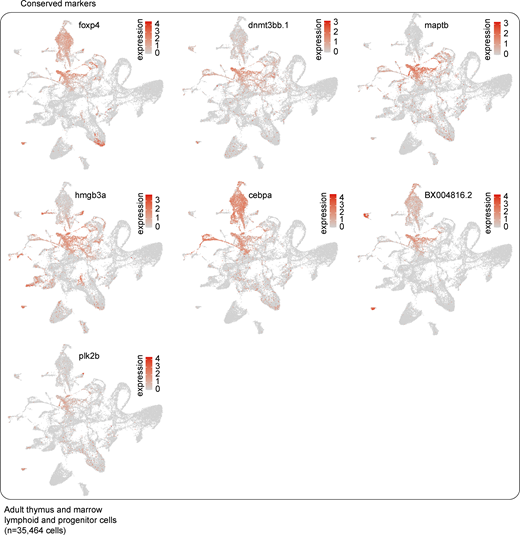Conserved genes between marrow HSPCs and ETPs. UMAP visualizations of subset of genes identified as being conserved across thymic marrow HSPCs and ETPs; 7 of 10 conserved genes listed in Fig. 5 K are shown here as the other three conserved genes were visualized in Fig. S2 G (see also Table S10). Marker conservation was determined by Wilcoxon rank sum test; P values for the ETPs and HSPCs were combined using Tippett’s method (minimum P value).