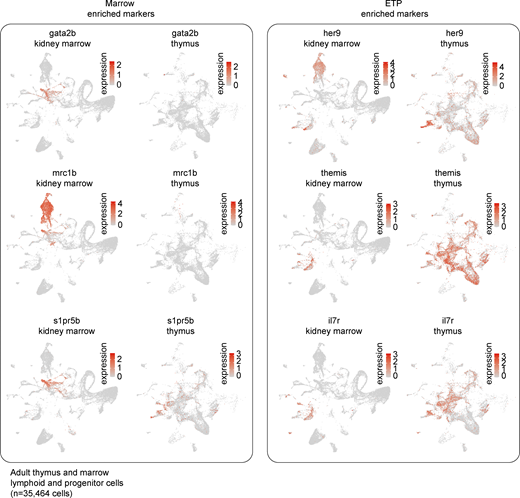 Differentially expressed genes between marrow HSPCs and ETPs. UMAP visualizations of subset of genes identified as being differentially expressed between marrow HSPCs and ETPs by Wilcoxon rank sum test (three shown for each; see also Table S11).