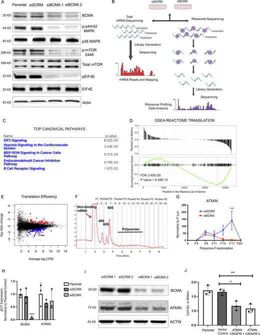 Ribosome profiling identifies BCMA as a master regulator of protein translation machinery in MM. (A) Western blotting analysis of changes in protein expression associated with protein translation upon genetic knockdown using siBCMA. (B) Schematic illustration of ribosome profiling workflow. (C) Ingenuity pathway analysis of RNA-seq data showing top five significantly changed canonical pathways. (D) GSEA REACTOME enrichment analysis showing enriched signatures in associated with protein translation. FDR, false discovery rate. (E) Translation efficiency analysis of MM cells upon loss of BCMA expression in MM. Significant events are colored in blue (downregulated) and red (upregulated). ATMIN highlighted with red circle. (F) Representative polysome profile of MM cells fractionated by ultracentrifugation through a 10–50% sucrose gradient. Fractions were pooled for mRNA analysis. (G) Relative abundance of ATMIN mRNA expression analyzed in each of the pooled polysome fractions comparing siSCRM with siBCMA MM cells. Each biological sample were performed in triplicate. P = 0.0228. (H) Total mRNA expression of BCMA (P = 0.0078) and ATMIN (NS) examined in parental, siSCRM, and siBCMA U266 cells. Each biological sample was performed in triplicate. (I) Western blotting analysis of ATMIN expression in siSCRM and two clones of siBCMA MM cells. (J) Cell growth analysis comparing ATMIN vector control with ATMIN CRISPR KO clone #1 (P = 0.0129) and with ATMIN CRISPR KO clone #2 (P = 0.0055) in U266 MM cells. Statistical analysis was conducted using t test and one-way ANOVA for comparing between treatment groups. *, P < 0.05; **, P < 0.01; ***, P < 0.001. Source data are available for this figure: SourceData F2. Refer to the image caption for details.