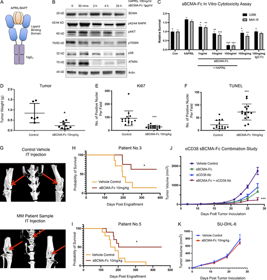 Wild-type sBCMA decoy receptor inhibits MM growth through APRIL/BCMA signaling but lacks efficacy in BAFF-driven DLBCL model. (A) Schematic illustrations of recombinant human sBCMA-Fc binding to human APRIL. (B) Analysis of BCMA downstream protein expression in U266 MM cells upon sBCMA-Fc treatment at multiple time points. (C) sBCMA-Fc dose-dependent cytotoxicity assay validating in vitro cell survival in the presence of increasing doses of sBCMA-Fc (P = 0.0095, 1 ng/ml; P = 0.0024, 10 ng/ml; and P = 0.0001, 100 ng/ml) and hAPRIL (100 ng/ml) in U266 and MM1.R MM cells. Cells were maintained in low (3%) FCS to reduce possible growth stimulation mediated through other growth factors present in FCS. Each sample was performed in triplicate. (D) Terminal tumor weight of mice inoculated with MM1.R MM tumors and treated with vehicle control or 10 mg/kg of sBCMA-Fc; P = 0.0217. (E) Quantification of Ki67 staining in MM1.R MM tumors and treated with vehicle control or 10 mg/kg of sBCMA-Fc; P = 0.0001. (F) Quantification of TUNEL staining in MM1.R MM tumors and treated with vehicle control or 10 mg/kg of sBCMA-Fc; P = 0.0001. (G) Representative CT scans of mice tibias, femurs, and vertebrae inoculated with control (top) or MM PDX tumor cells (bottom). Osteolytic bone degradation was observed in MM PDX injected animal (bottom image) but not in the control injected animals (top image). (H) Kaplan–Meier survival analysis of animals engrafted with MM cells from patient 3 showing prolonged overall survival in the sBCMA-Fc–treated group (n = 8) compared with the vehicle control (n = 7); P = 0.027. (I) Kaplan–Meier survival analysis of animals engrafted with MM cells from patient 5 showing prolonged overall survival in the sBCMA-Fc–treated group (n = 10) compared with vehicle control (n = 10); P = 0.0362. (J) Subcutaneous tumor growth of MM1.R MM tumors in 6-wk-old female NSG mice dosed with sBCMA-Fc 10 mg/kg every 48 h (n = 7); P = 0.0195. αCD38 10 mg/kg weekly (n = 7; P = 0.0238) and sBCMA-Fc and αCD38 combination (n = 8; P < 0.001) compared with vehicle control (n = 8). (K) Subcutaneous tumor growth of SU-DHL-6 DLBCL tumors in mice dosed with vehicle control or sBCMA-Fc 10 mg/kg every 48 h (n = 5). Statistical analysis was conducted using t test and one-way ANOVA for comparing between treatment groups. Repeated ANOVA used for changes in tumor growth over time. *, P < 0.05; **, P < 0.01; ***, P < 0.001. Source data are available for this figure: SourceData F3.