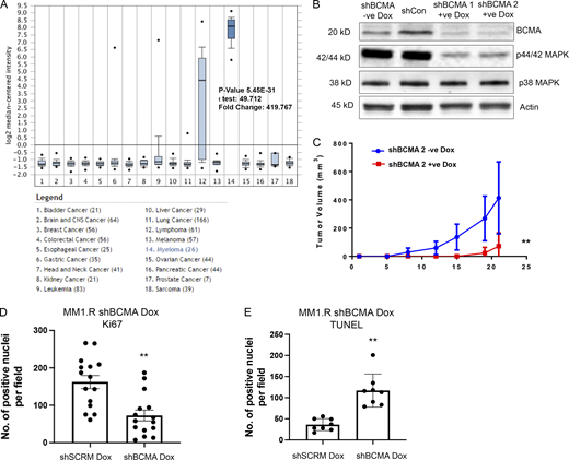 BCMA signaling is essential for the growth and survival of MM. (A) BCMA mRNA expression in a panel of 18 tumor cell lines queried through Oncomine. BCMA expression is significantly elevated in myeloma cell line; P = 5.45 × 10−31. (B) Western blotting analysis confirming knockdown of BCMA in MM cell line by dox-inducible shRNA. (C) Tumor growth kinetics in MM1.R MM cells transfected with inducible dox shBCMA, mice were given drinking water with or without dox (5 mg/ml); P = 0.007. (D) Quantitative analysis of Ki67-positive cells in the harvested tumors of dox-inducible shSCRM and shBCMA, represented as the average number of positive nuclei per image field; P = 0.0055. (E) Quantitative analysis of TUNEL-positive cells in the harvested tumors of dox-inducible shSCRM and shBCMA, represented as the average number of positive nuclei per image field; P = 0.0026. Statistical analysis was conducted using one-way ANOVA for comparing between treatment groups and repeated ANOVA for changes occurring over time. *, P < 0.05; **, P < 0.01; ***, P < 0.001. Source data are available for this figure: SourceData FS1. Refer to the image caption for details.
