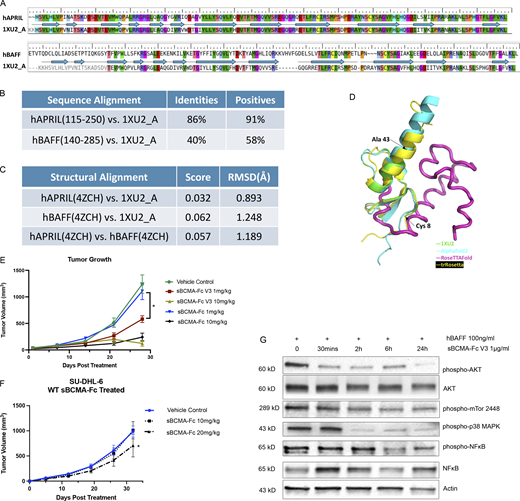 Affinity-enhanced sBCMA-Fc V3 treatment inhibits tumor growth in models of MM and DLBCL. (A) Amino acid sequence alignment between hAPRIL (top) or hBAFF (bottom) and Protein Data Bank structural ID 1XU2 (structure of mAPRIL and human sBCMA cocomplex). PDB 4ZCH reported a single-chain human APRIL-BAFF-BAFF heterotrimer structure. (B) Quantification of sequence alignment between hAPRIL/hBAFF and published structure 1XU2. (C) Quantification of structural alignment between hAPRIL/hBAFF and published structure 1XU2 as well as between predicted hAPRIL and hBAFF structures. (D) Structure overlay of extracellular BCMA flexible region (aa 44–54) between 1XU2 and structures predicted using Alphafold2 (cyan), RoseTTAfold (magenta), and trRosetta (yellow). (E) Subcutaneous tumor growth of MM1.R MM tumors in 6-wk-old female NSG mice dosed with wild-type sBCMA-Fc at 1 and 10 mg/kg every 48 h (n = 5), sBCMA-Fc V3 at 1 and 10 mg/kg every 48 h (n = 5), and vehicle control (n = 5). sBCMA-Fc V3 treatment significantly reduced tumor growth at 1 mg/kg; P = 0.031. (F) Subcutaneous tumor growth of SU-DHL-6 DLBCL in mice dosed with vehicle control, sBCMA-Fc 10 mg/kg, and sBCMA-Fc 20 mg/kg every 48 h (n = 5). sBCMA-Fc treatment significantly reduced tumor growth at 20 mg/kg; P = 0.043. (G) Analysis of BCMA downstream protein expression in SU-DHL-6 DLBCL cells upon sBCMA-Fc V3 treatment at multiple time points. Statistical analysis was conducted using t test and one-way ANOVA for comparing between treatment groups. Repeated ANOVA used for changes in tumor growth over time. *, P < 0.05; **, P < 0.01; ***, P < 0.001. Source data are available for this figure: SourceData FS5. Refer to the image caption for details.