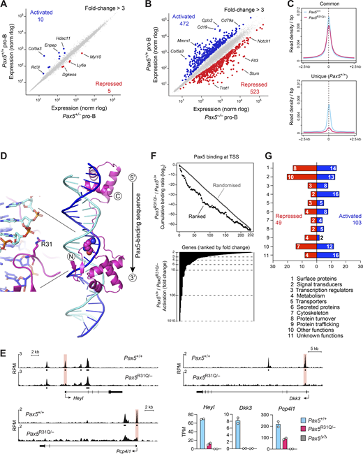 Loss of Pax5 binding at the TSS correlates with loss of gene expression in Pax5R31Q/−pro-B cells. (A and B) Scatter plot of gene expression differences between ex vivo–sorted Pax5+/− and Pax5+/+ pro-B cells (A) as well as between ex vivo–sorted Pax5−/− (Vav-Cre Pax5fl/fl) and Pax5+/+ pro-B cells (B). The expression data of individual genes (dots) are plotted as mean normalized regularized logarithm (rlog) values, based on two RNA-seq experiments per genotype. Genes with an expression difference of >3-fold, an adjusted P value of <0.05, and a TPM value of >5 (in at least one cell type) are colored in blue or red, corresponding to Pax5-activated or Pax5-repressed genes, respectively (Tables S4 and S5). (C) Binding density at Pax5 peaks identified by ChIP-seq in Pax5+/+ (blue) and Pax5R31Q/− (red) pro-B cells and displayed from −1.5 to +1.5 kb relative to the summit of the Pax5 peaks that were common to both pro-B cell types or unique to Pax5+/+ pro-B cells (Fig. 3, B and D). (D) Crystal structure of the Pax5 paired domain bound to DNA (Garvie et al., 2001). The β-sheets (arrows) and α-helices are indicated together with Arg31 (R31), which interacts with the phosphate backbone in the minor groove of the DNA. The 5′-to-3′ orientation of the Pax5-binding sequence (Fig. 3 E) is indicated. For clarity, the ETS domain structure of Ets1, which is also part of the published x-ray structure, is not shown. (E) Correlation of loss of Pax5 binding at the TSS region and loss of mRNA expression of the indicated genes in Pax5R31Q/− pro-B cells compared with Pax5+/+ pro-B cells. Horizontal bars indicate MACS-called Pax5 peaks. RPM, reads per million. (F) Correlation of gene activation with differential Pax5 binding at the TSS. The binding difference at Pax5 peaks in 232 TSS regions of Pax5-activated genes (>2-fold) was calculated as a log2-fold ratio of the ChIP-seq normalized read CPM determined in Pax5R31Q/− over Pax5+/+ pro-B cells (see Materials and methods). The cumulative log2-fold ratios were plotted on the y axis for the 232 TSS regions of activated genes (black dots), which were ranked from high to low expression differences on the x axis (upper part). The fold activation of the ranked genes is shown below. The ranking of the activated genes was 100 times randomly shuffled to generate the randomized dataset of binding differences (gray). (G) Functional classification of the proteins encoded by the activated and repressed genes identified in Pax5+/+ versus Pax5R31Q/− pro-B cells (Fig. 3 A and Table S3). Bar size indicates the percentage of activated or repressed genes in each functional class relative to the total activated or repressed genes, respectively. The gene number in each class is shown within the bar.