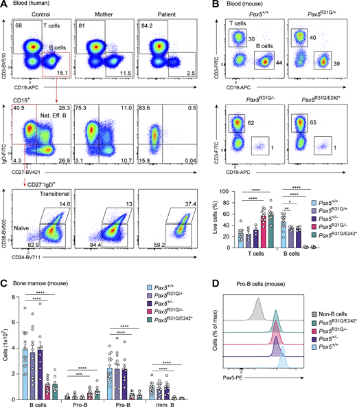 Low numbers of B cells in the patient and early B cell development arrest in Pax5R31Q/E242* and Pax5R31Q/−mice. (A) Analysis of peripheral blood from the patient, the mother, and a control. T (CD3+), B (CD19+), natural effector B (CD19+CD27+IgD+), transitional B (CD19+CD27−IgD+CD38+CD24dim), and naive mature B (CD19+CD27−IgD+CD38−CD24−) cells were identified by flow cytometry. Numbers refer to the percentage of cells in the indicated gate. One of three experiments is shown. (B) Flow-cytometric analysis of T (CD3+) and B (CD19+) cells in the blood from 8–10-wk-old mice of the indicated genotypes (upper panel). The frequencies of T and B cells are shown as mean values with SEM (lower panel; n ≥ 5 per genotype). (C) Flow-cytometric analysis of B cell development in the bone marrow of 3–4-wk-old mice of the indicated genotypes. Absolute numbers of total B, pro-B, pre-B, and immature (imm) B cells are shown as mean values with SEM (n ≥ 8 per genotype). Definitions of the different cell types are in Fig. S1 C and Materials and methods. (D) Analysis of Pax5 expression in pro-B cells of the indicated genotypes. Pax5 levels were determined by intracellular staining combined with flow-cytometric analysis. ANOVA with Tukey’s or Dunnett’s T3 multiple comparisons test (B and C); *, P < 0.05; **, P < 0.01; ***, P < 0.001; ****, P < 0.0001. For detailed statistical information, see Table S6. Each dot (B and C) corresponds to one mouse. Refer to the image caption for details.