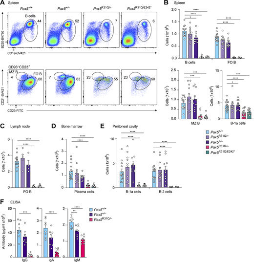 Strong reduction of mature cell types in Pax5R31Q/E242* and Pax5R31Q/−mice. (A) Flow-cytometric analysis of total, MZ, and FO B cells in the spleen of nonimmunized Pax5+/+, Pax5+/−, Pax5R31Q/−, and Pax5R31Q/E242* mice. (B–E) Flow-cytometric analysis of the indicated B cell types in the spleen (B), lymph node (C), bone marrow (D), and peritoneal cavity (E) of nonimmunized mice of the indicated genotypes. Absolute cell numbers of total B, FO B, MZ B, B-1a, and conventional B-2 cells as well as plasma cells are shown as mean values with SEM (n ≥ 10 per genotype for B–E). The different B cell types were defined as shown in A, Fig. S1 E, and Materials and methods. (F) Titers of total IgG, IgA, and IgM antibodies in the serum of nonimmunized Pax5+/+, Pax5+/−, and Pax5R31Q/− mice (8–10 wk). The antibody concentrations were determined by ELISA and are shown as mean values with SEM (n = 8 per genotype). ANOVA with Tukey’s, Dunnett’s or Dunnett’s T3 multiple comparisons test (B–F); *, P < 0.05; **, P < 0.01; ***, P < 0.001; ****, P < 0.0001. For detailed statistical information (B–F), see Table S6. Each dot (B–F) corresponds to one mouse.