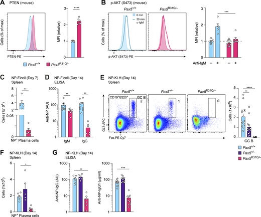 Absence of B cell immune responses in Pax5R31Q/E242* and Pax5R31Q/−mice. (A) PTEN expression in lymph node FO B cells was determined by intracellular staining with an anti-PTEN antibody (left). The median fluorescence intensity (MFI) of PTEN expression in Pax5R31Q/− B cells is shown as mean value with SEM relative to the that of Pax5+/+ B cells (set to 1; left; n ≥ 6 per genotype). (B) Impaired PI3K-AKT signaling in Pax5R31Q/− B cells. FO B cells from Pax5R31Q/− and Pax5+/+ lymph nodes were either left untreated (−) or stimulated (+) for 30 min with anti-IgM before intracellular staining with an antibody detecting AKT phosphorylation at Ser473 (left). The MFI of phosphorylated AKT is shown as mean value with SEM relative to that of the Pax5+/+ B cells (set to 1; left; n ≥ 5 per genotype and condition). (C) NP+ plasma cells (NP29-PE+NP14-CGG-Alexa-Fluor-488+CD138hiTACIhi) in the spleen of the Pax5+/+, and Pax5R31Q/− mice on day 7 after immunization with NP-Ficoll. Absolute cell numbers are shown as mean values with SEM (n = 5 per genotype). (D) Serum titers of NP-specific IgM and IgG antibodies 14 d after NP-Ficoll immunization. The antibody concentrations were measured by ELISA by using NP24-BSA–coated plates for capturing NP-specific IgM and IgG antibodies and are shown as mean values with SEM (n ≥ 7 per genotype). (E) GC B cell differentiation in the spleen of Pax5+/+, Pax5+/−, and Pax5R31Q/– mice on day 14 after immunization with NP-KLH in alum. GC B cells (CD19+B220+Fas+GL7+) were identified by flow cytometry (left). Numbers refer to the percentage of cells in the indicated gate. Absolute cell numbers are shown as mean values with SEM (right; n ≥ 12 per genotype). (F) NP+ plasma cells in the spleen of the indicated genotypes on day 14 after NP-KLH immunization. Absolute cell numbers are shown as mean values with SEM (n ≥ 5 per genotype). (G) Serum titers of NP-specific IgG and IgG1 antibodies 14 d after NP-KLH immunization. The antibody concentrations were measured by ELISA by using NP24-BSA– or NP7-BSA–coated plates for capturing NP-specific IgG and IgG1 antibodies, respectively. NP-specific IgG1 concentrations (μg/ml) were determined relative to a standard NP-binding IgG1 monoclonal antibody. NP-specific IgG and IgG1 antibodies are shown as mean values with SEM (n ≥ 6 per genotype). Unpaired t test (A, C, and D), two-way ANOVA with Tukey’s multiple comparisons test (B), ANOVA with Dunnett’s or Dunnett’s T3 multiple comparisons test (E–G); *, P < 0.05; **, P < 0.01; ***, P < 0.001; ****, P < 0.0001. For detailed statistical information (A–G), see Table S6. Each dot (A–G) corresponds to one mouse. Refer to the image caption for details.