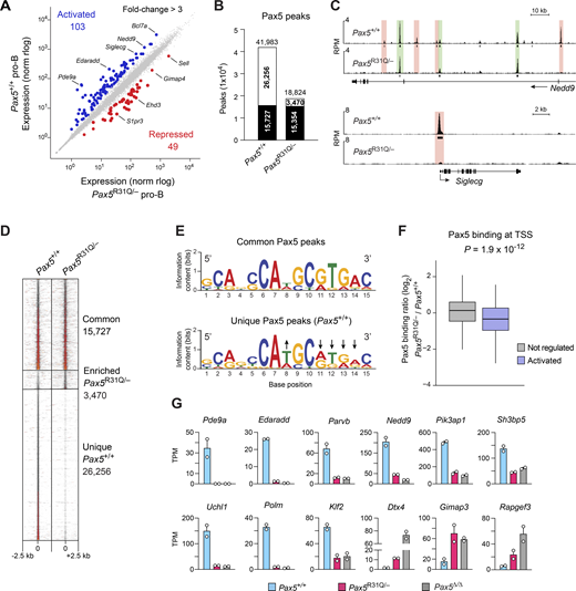Differential Pax5 binding and gene regulation in Pax5R31Q/−pro-B cells. (A) Scatter plot of gene expression differences between ex vivo–sorted Pax5+/+ and Pax5R31Q/− pro-B cells. The expression data of individual genes (dots) are plotted as mean normalized regularized logarithm (rlog) values and are based on two RNA-seq experiments per genotype (Table S3). Genes with an expression difference of >3-fold, an adjusted P value of <0.05, and TPM value of >5 (in at least one cell type) are colored in blue or red. (B) Overlap of Pax5 peaks between Pax5+/+ and Pax5R31Q/− pro-B cells, as determined by ChIP-seq analysis of Pax5+/+ and Pax5R31Q/− pro-B cells. Numbers refer to common (black) and unique (white) Pax5 peaks identified by MACS peak calling (P value <10−10). (C) Common (green) and unique (red) Pax5 peaks at Nedd9 and Siglecg, visualized as reads per million (RPM). Horizontal bars indicate MACS-called peaks. (D) Density heatmaps of common and unique Pax5 peaks. (E) Pax5-binding motifs identified by de novo motif discovery analysis in common and unique peaks with E values of 8.1 × 10−17 and 2.4 × 10−27, respectively. Arrows point to nucleotide positions in the Pax5 motif of unique peaks that deviate from that of common peaks. (F) Correlation of gene activation with differential Pax5 binding at TSSs. The Pax5-binding difference at Pax5 peaks in 232 TSS regions of Pax5-activated (>2-fold) genes was calculated as a log2-fold ratio of the ChIP-seq normalized read CPM determined in Pax5R31Q/− over Pax5+/+ pro-B cells (see Materials and methods). The distribution of the Pax5-binding difference at the TSS regions is shown for activated genes (>2-fold; blue) and nonregulated genes (expression >5 TPM, gray). The median (black line) and middle 50% (boxes) of the data and values within the 1.5 × interquartile range (whiskers) are shown; P value determined by two-tailed Student’s t test. (G) Expression of selected Pax5 target genes in Pax5+/+ (blue), Pax5R31Q/− (red), and Pax5−/− (Vav-Cre Pax5fl/fl; gray) pro-B cells, shown as mean TPM values of two RNA-seq experiments per genotype. Refer to the image caption for details.