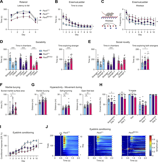 Pax5 mutant mice exhibit impaired motor control and learning, as well as ASD-related deficits. All behavioral experiments were performed with Pax5+/+, Pax5+/−, and Pax5R31Q/− mice (n ≥ 9 per genotype) at the age of 2–4 mo. (A) Rotarod test. The latency to fall (acceleration: days 1–4, 40 revolutions per min; day 5, 80 revolutions per min). (B) Mean time per trial to cross the ErasmusLadder (Vinueza Veloz et al., 2015). (C) Mean frequency of missteps as percentage of total steps on the ErasmusLadder. (D and E) Three-chamber sociability and social novelty tests (Fig. S3 C). (D) Sociability test. Left: Total time spent in the chambers. Right: Total time exploring “stranger 1” mouse. (E) Social novelty test. Left: Total time spent in chambers after introduction of a second “stranger 2” mouse. Right: Total time actively exploring both stranger mice. (F) Marble burying test. Percentage of marble surface area that is covered by bedding. (G) Hyperactivity profile. Distance covered during marble burying, self-grooming, and open field tests. (H) Percentage of correct trials in the water Y-maze test. (I and J) Eyeblink conditioning (Video 3). (I) Percentage of conditioned responses across the entire experiment for CS-only trials. (J) Heatmaps of group average amplitude of conditioned responses during the CS-only trials (white lines and the arrowhead denote the CS onset). All graphs show mean values with SEM, except for the violin plots (F), indicating median values with quartiles (n ≥ 9 per genotype). Two-way repeated-measures ANOVA with Dunnett’s multiple comparisons test (A–C and I), two-way ANOVA with Tukey’s multiple comparisons test (D and E), ANOVA with Dunnett’s multiple comparisons test (G and H), Kruskal–Wallis test with Dunn’s multiple comparisons test (F); *, P < 0.05; **, P < 0.01; ***, P < 0.001; ****, P < 0.0001. For detailed statistical information (A–I), see Table S6. Each dot (D–H) corresponds to one mouse. Refer to the image caption for details.