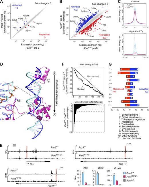 Loss of Pax5 binding at the TSS correlates with loss of gene expression in Pax5R31Q/−pro-B cells. (A and B) Scatter plot of gene expression differences between ex vivo–sorted Pax5+/− and Pax5+/+ pro-B cells (A) as well as between ex vivo–sorted Pax5−/− (Vav-Cre Pax5fl/fl) and Pax5+/+ pro-B cells (B). The expression data of individual genes (dots) are plotted as mean normalized regularized logarithm (rlog) values, based on two RNA-seq experiments per genotype. Genes with an expression difference of >3-fold, an adjusted P value of <0.05, and a TPM value of >5 (in at least one cell type) are colored in blue or red, corresponding to Pax5-activated or Pax5-repressed genes, respectively (Tables S4 and S5). (C) Binding density at Pax5 peaks identified by ChIP-seq in Pax5+/+ (blue) and Pax5R31Q/− (red) pro-B cells and displayed from −1.5 to +1.5 kb relative to the summit of the Pax5 peaks that were common to both pro-B cell types or unique to Pax5+/+ pro-B cells (Fig. 3, B and D). (D) Crystal structure of the Pax5 paired domain bound to DNA (Garvie et al., 2001). The β-sheets (arrows) and α-helices are indicated together with Arg31 (R31), which interacts with the phosphate backbone in the minor groove of the DNA. The 5′-to-3′ orientation of the Pax5-binding sequence (Fig. 3 E) is indicated. For clarity, the ETS domain structure of Ets1, which is also part of the published x-ray structure, is not shown. (E) Correlation of loss of Pax5 binding at the TSS region and loss of mRNA expression of the indicated genes in Pax5R31Q/− pro-B cells compared with Pax5+/+ pro-B cells. Horizontal bars indicate MACS-called Pax5 peaks. RPM, reads per million. (F) Correlation of gene activation with differential Pax5 binding at the TSS. The binding difference at Pax5 peaks in 232 TSS regions of Pax5-activated genes (>2-fold) was calculated as a log2-fold ratio of the ChIP-seq normalized read CPM determined in Pax5R31Q/− over Pax5+/+ pro-B cells (see Materials and methods). The cumulative log2-fold ratios were plotted on the y axis for the 232 TSS regions of activated genes (black dots), which were ranked from high to low expression differences on the x axis (upper part). The fold activation of the ranked genes is shown below. The ranking of the activated genes was 100 times randomly shuffled to generate the randomized dataset of binding differences (gray). (G) Functional classification of the proteins encoded by the activated and repressed genes identified in Pax5+/+ versus Pax5R31Q/− pro-B cells (Fig. 3 A and Table S3). Bar size indicates the percentage of activated or repressed genes in each functional class relative to the total activated or repressed genes, respectively. The gene number in each class is shown within the bar. Refer to the image caption for details.