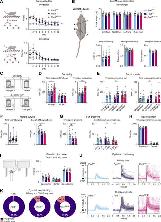 Pax5 mutant mice display poor motor coordination and ASD-related behavioral abnormalities. All behavioral experiments (A–K) were performed with Pax5+/+, Pax5+/−, and Pax5R31Q/− mice (n ≥ 9 per genotype) at the age of 2–4 mo. (A) ErasmusLadder. The time required for short or long steps is shown as mean value with SEM. (B) LocoMouse. Left: The illustration indicates the measured parameters. Top right: Stride length for each individual paw. Bottom left: The body axis swing reflects the angular difference of the central body axis between the placement of the right-front (RF) and left-hind (LH) diagonal paws and the left-front (LF) and right-hind (RH) diagonal paws. Bottom middle-right: The distances between the front paws (middle) or hind paws (right) during locomotion, as indicated by the dotted line in the cartoon. (C–E) Three-chamber sociability and social novelty test. (C) Illustration of the setup with a single “stranger 1” mouse in one cup (sociability test) or with two stranger mice (“stranger 1 and 2”) in separate cups (social novelty test). (D) Sociability test. Left: Total time spent in the perimeter of the cup with stranger 1 mouse or the empty cup (object). Right: Mean length of bouts actively exploring stranger 1 mouse. (E) Social novelty test. Left: Total time spent in the perimeter of the cup with stranger 1 or stranger 2. Right: Mean length of bouts actively exploring stranger mouse 1 and 2. (F) Marble burying test. Left: Total time spent burying. Right: Mean length of burying bouts. (G) Self-grooming behavior. Left: Total time spent grooming. Right: Mean time of short and long grooming bouts, respectively. Short bouts were defined as 0–3.5 s, long bouts as >3.5 s. (H) Open field test. Total time spent at the periphery or in the center of the arena. (I) Elevated plus maze. Left: The illustration indicates the closed and open arms of the platform. Right: Time spent in the open and closed arms as well as in the center. (J and K) Eyeblink conditioning. (J) Examples of individual traces during US-only (top) and CS-US (bottom) trials (see Video 3 for explanation of the trial types). (K) Quantification of valid and invalid trials during US-only and CS-US–only trials (see Materials and methods for detailed description of the experiment). The data (B and D–I) are shown as mean values with SEM (n ≥ 12 per genotype). Two-way repeated-measures ANOVA with Dunnett’s multiple comparisons test (A), ANOVA with Dunnett’s or Dunnett’s T3 multiple comparisons test (B, F, and G), two-way ANOVA with Tukey’s multiple comparisons test (D, E, H, and I); *, P < 0.05; **, P < 0.01; ***, P < 0.001. For detailed statistical information (B and D–I), see Table S6. Each dot represents one mouse. Refer to the image caption for details.