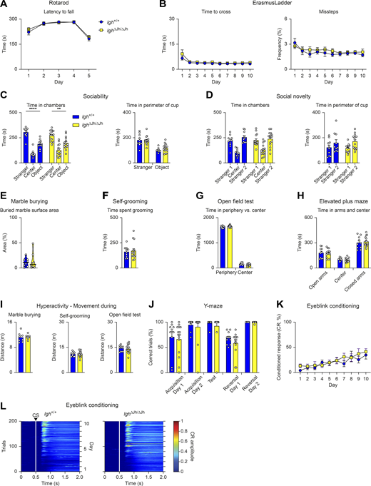 B cell–deficient Igh∆Jh/∆Jhmice show no behavioral abnormalities. All behavioral experiments (A–L) were performed with control Igh+/+ mice (blue) and Igh∆Jh/∆Jh (yellow) littermates (n ≥ 8 per genotype) at the age of 2–4 mo. (A) Rotarod assay. Latency to fall with a maximum acceleration of 40 revolutions per min on day 1–4 and 80 revolutions per min on day 5. (B) ErasmusLadder. Left: Mean time to cross the ladder per trial. Right: Mean frequency of missteps as percentage of total steps. (C and D) Three-chamber sociability and social novelty test. (C) Sociability test. Left: Total time in the chamber containing a cup with a “stranger 1” mouse, the center, or in the chamber with an empty cup (object). Right: Total time in the perimeter of the cup with stranger 1 mouse or the empty cup (object). (D) Social novelty test. Left: Total time in the chambers after introduction of a second “stranger 2” mouse. Right: Total time spent in the perimeter of the cup with stranger 1 or stranger 2. (E) Marble burying test. Percentage of marble surface area that is covered by bedding. (F) Self-grooming behavior. Total time spent grooming. (G) Open field test. Total time spent at the periphery or in the center of the arena. (H) Elevated plus maze. Time spent in the open and closed arms as well as in the center. (I) Hyperactivity profile. Distance covered during marble burying, self-grooming, and open field tests. (J) Water Y-maze assay. Percentage of correct trials during the acquisition, test, and reversal phases of the assay. During the reversal phase, the platform is placed in the opposite arm to assess reversal learning. (K and L) Eyeblink conditioning, as described in Video 3. (K) Percentage of conditioned responses (eye closure upon light pulse) across the entire experiment for CS-only trials. (L) Heatmaps displaying the mean amplitude of the conditioned response during the CS-only trials across the entire 10-d experiment for all mice of each genotype (white lines and the arrowhead denote the CS onset). All graphs show mean values with SEM, except for the violin plots (E), indicating median values with quartiles (n ≥ 8 per genotype). Two-way repeated measures ANOVA with Šídák’s multiple comparisons test (A, B, and K), two-way ANOVA with Tukey’s multiple comparisons test (C, D, G, and H), Mann–Whitney test (E), unpaired t test (F, I, and J); **, P < 0.01; ****, P < 0.0001. For detailed statistical information (A–K), see Table S6. Each dot (C–J) represents one mouse. Refer to the image caption for details.