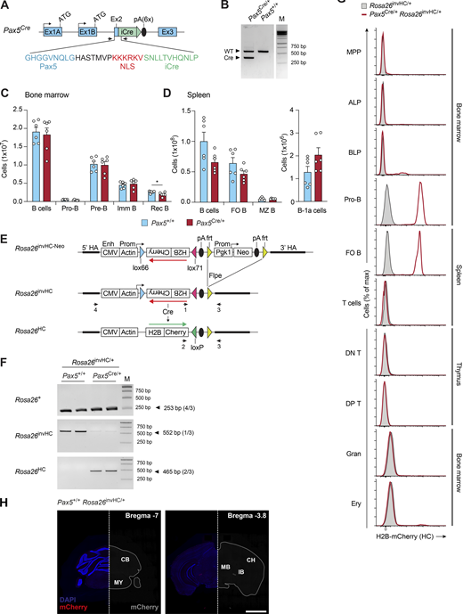 Generation and characterization of the Pax5Creand Rosa26invHCalleles. (A) Generation of the Pax5Cre allele. The Pax5Cre allele was generated by in-frame insertion of a codon-improved (i) Cre gene, linked to six copies of a synthetic poly(A) site (Levitt et al., 1989), after the ninth codon of Pax5 exon 2. Single-stranded DNA of this Cre gene insertion, flanked by 250-bp Pax5 homology regions, was injected with Cas9 protein and Pax5 exon 2-specific sgRNAs (Table S7) into mouse zygotes (Miura et al., 2018) to generate the Pax5Cre/+ mouse strain. Arrows indicate primers 1 and 2 (Table S7) for PCR genotyping of the Pax5Cre allele. NLS, nuclear localization sequence. (B) PCR genotyping of tail DNA from a Pax5Cre/+ mouse. The PCR fragments indicative of the Pax5Cre (353-bp) and WT Pax5 (558-bp) alleles are shown with a DNA marker (M). (C and D) Flow-cytometric analysis of B cell development in the bone marrow (C) and spleen (D) of Pax5Cre/+ (red) and control Pax5+/+ (blue) mice. Absolute numbers of total B cells and the indicated B cell types (see Materials and methods) are shown as mean values with SEM (n = 6 per genotype). Imm, immature; Rec, recirculating. (E) Generation of the Rosa26invHC allele. DNA sequences encoding the human histone H2B fused in frame to mCherry (HC) were inserted between convergent lox66 and lox71 sites (Anastassiadis et al., 2010) in inverted (inv) orientation downstream of a CMV enhancer and chicken actin promoter into a Rosa26 targeting vector containing a frt-flanked Pgk1 promoter-neomycin resistance (Neor) gene cassette, which was subsequently eliminated by Flpe-mediated recombination to generate the Rosa26invHC allele. The Rosa26HC allele was generated by Cre-mediated reversal of the inverted HC insert of the Rosa26invHC allele. HA, homology arm. The PCR primers (1–4) are shown. (F) PCR genotyping of the Rosa26+, Rosa26invHC, and Rosa26HC alleles. DNA from sorted splenic B cells was used for amplification of PCR fragments of the indicated sizes with the indicated primer pairs (Table S7). (G) Flow-cytometric analysis of hematopoietic cell types from the bone marrow, spleen, and thymus of Pax5Cre/+Rosa26invHC/+ (red) and Rosa26invHC/+ (gray) mice. The flow-cytometric definition of the different cell types is described in Materials and methods. DN T, CD4−CD8− double-negative thymocytes; DP T, CD4+CD8+ double-positive thymocytes; Ery, erythrocytes; Gran, granulocytes. (H) Immunofluorescent staining of coronal brain sections of an adult control Pax5+/+Rosa26invHC/+ brain. Left: Absence of mCherry expression (red) in the presence of DAPI staining (blue). Right: Mirror image showing the absence of mCherry expression (gray) without DAPI staining. The scale bar denotes 2 mm. The two sections were taken from the brain locations indicated by their reference to the Bregma landmark shown in the top right corner. CB, cerebellum; CH, cerebrum; IB, interbrain; MB, midbrain; MY, medulla oblongata of myelencephalon. Unpaired t test (C and D); *, P < 0.05. For detailed statistical information (C and D), see Table S6. Each dot (C and D) represents one mouse.