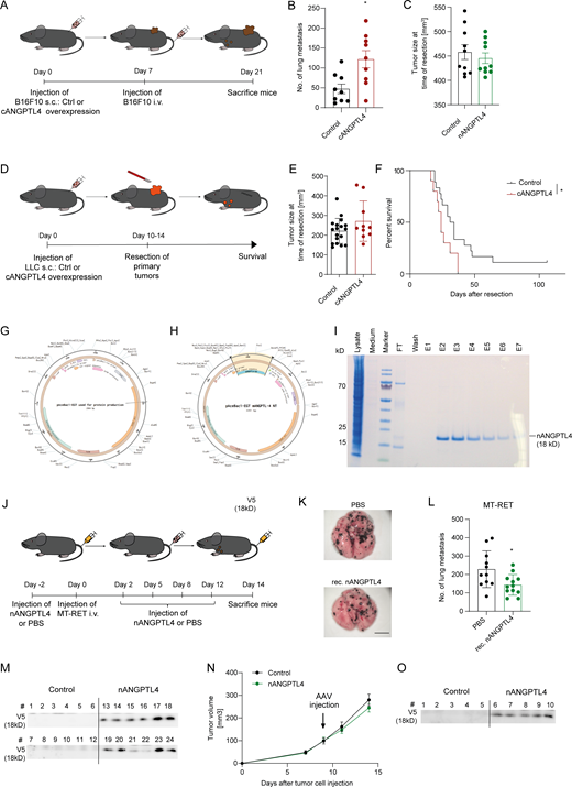 Proteolytically cleaved fragments of ANGPTL4 differentially regulate metastasis. (A) Schematic representation of experimental design to study the effect of systemic cANGPTL4 on lung metastasis. (B) The graph represents the quantitation of metastatic lung foci (n = 9; mean ± SEM). *, P < 0.05, Mann–Whitney U test. (C) Tumor volume at the time of tumor resection of control and nANGPTL4-overexpressing LLC primary tumors (n = 10; mean ± SEM). (D) Schematic representation of the LLC postsurgical metastasis model. (E) Tumor volume at the time of tumor resection of control and cANGPTL4-overexpressing LLC primary tumors (n = 10–18; mean ± SD). (F) Kaplan–Meier plot showing percent survival of mice implanted with either control or cANGPTL4-overexpressing LLC tumor cells after primary tumor resection (n = 10–18). *, P < 0.05, log-rank (Mantel–Cox) test. (G and H) Vector map of empty backbone plasmid (pAceBac-EGT; G) and (H) plasmid construct used for generating recombinant mouse nANGPTL4. (I) SDS-PAGE analysis of nANGPTL4-expressing insect cells lysate, cell culture medium, flow through (FT) from StrepTactinXT column, wash solution used in StrepTactinXT column and successive eluates (E1-E7) from StrepTactinXT column. Probes were resolved on a gradient gel (4–12%) and stained with Coomassie blue. (J) Schematic representation of the MT-RET experimental metastasis model to evaluate the therapeutic efficacy of recombinant nANGPTL4. Mice were injected with recombinant nANGPTL4 (7 µg/shot) or PBS as depicted in the scheme. (K) Representative images of metastatic lung foci from mice treated with PBS or nANGPTL4. Scale bar: 2 mm. (L) Graph representing the quantitation of metastatic foci (n = 11; mean ± SD). *, P ≤ 0.05, Mann–Whitney U test. (M) Western blot from mouse sera that were taken at the endpoint of B16F10 experimental metastasis model. V5-tagged nANGPTL4 was detected using the anti-V5 antibody. (N) Growth kinetics of LLC tumors in control or nANGPTL4 AAV-injected mice (n = 13; mean ± SEM). (O) Western blot of mouse sera that were taken at the endpoint of LLC postsurgical metastasis model. V5-tagged nANGPTL4 was detected using the anti-V5 antibody. Source data are available for this figure: SourceData FS4.