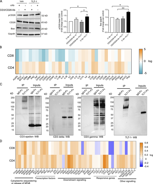 TLT-1 binds to CD3ε on T cells and suppresses CD8 T cells but not CD4 T cells. (A) The initial functional changes in primary human T cells incubated with recTLT-1 was studied by evaluating the expression of p-CD28 and Bax, as shown by representative Western blots (left) and their quantitation (right). (B) The heatmap obtained by qPCR array shows recTLT-1–induced gene regulation (arithmetic mean) in CD4 and CD8 T cells isolated from healthy subjects (n = 4). The fold regulation (scale on the right) shows fold change upon recTLT-1 exposure for 24 h in culture with respect to vehicle control group. The qPCR dCt values were using a mean dCt of five constitutive genes as per recommendation of the array manufacturer. (C) Co-IP experiment using Jurkat cells incubated with Fc-tagged recTLT-1 or recIgG followed by Protein A/G bead pull down and probed with CD3ε, TLT-1, CD3γ, or CD3δ antibodies separately as shown by representative Western blots (n = 4 for each Co-IP). The band for CD3ε is observed at the position of TLT-1 in IP samples. The representative blots showed the higher (than in non-IP lysate) molecular weight band at ∼80–85 and ∼160–180 kD in immunoblotting of CD3ε (predicted ∼23 kD), and also when probed for TLT-1 on separate blot (predicted ∼55 kD) only in the co-IP sample. (D) The gene expression heat map for NF-κB pathway showing the fold change upon recTLT-1 exposure for 24 h in culture with respect to vehicle control group. The qPCR dCt values were using a mean dCt of five constitutive genes as per recommendation of the array manufacturer. We combined array data from independent experiments to select a consensus set of regulated genes. Significant differences are indicated with asterisks (*, P < 0.05; **, P < 0.01). All experimental data represent a minimum of three independent experiments. Source data are available for this figure: SourceData F6.