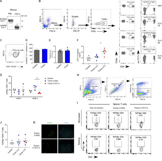 The mouse platelet and T cell assays with recTLT-1 and B16 tumor in vivo and ex vivo. (A) The immunoblot showing comparison of native mouse platelet TLT-1 (left lane, mouse platelets) and recTLT-1 (right lane, purified mouse TLT-1), where the sTLT-1 (left lane, soluble form, lower band) and soluble recTLT-1 give bands at the same position. This also confirms the shared antibody binding extracellular domain presence in both. (B) Representative FC plots for gating T cell population (left) in mouse blood and comparative FC zebra plots showing CD8+ T cell % of total T cells (right) and recTLT-1–bound T cell % (inside gate) in mice administered with three different amounts of recTLT-1 or Veh. The WT control mice (n = 4) were injected with three amounts (15, 60, or 150 µg/kg body weight: 1×, 4×, or 10× doses, respectively) and 200 μl of blood was collected after 6 h. The citrated mouse blood was processed for direct staining with conjugated antibodies for T cell (anti-mouse TCRb-FITC), CD8 (anti-mouse CD8-BV420), and recTLT-1 (anti-his tag-A-647). The recTLT-1 has a small His-tag at the C terminus, which was used for staining recTLT-1–bound cells on the surface. The cells were not lysed, and cell surface binding of recTLT-1 to T cells was analyzed. (C) Platelet purity and gating for platelets in freshly drawn mouse blood samples. The representative FC contour plot shows gating of CD41+ cells for TLT-1 expression analysis. (D and E) Quantitation (n = 6 per group) of platelet surface TLT-1 by FC assay in samples (D) or platelet counts (E; n = 6) from mice with (tumor) subcutaneous melanoma or without (control) after 4 wk of tumor induction. (F) Soluble TLT-1 quantitation as measured by ELISA after 4 wk of tumor growth. (G) The IFNg + CD8 T cell proportions as measured by FC before (week 1) and after (week 4) Veh or TLT-1 injections. (H) The representative FC gating strategy for splenic cells after isolation and culture of harvested spleens. The same strategy was followed for all the groups for spleen culture. The live cells were gated using fixable viability dye as shown. (I) Representative FC contour plots for resting or CD3-CD28 stimulated splenocytes gated on live CD4+ve cells. (J) The IFNg + ve cells are subgated for showing % positive CD4 T cells producing IFNg. and their mean quantitation. (K) The representative images (n = 4) show the mouse tumor cryosections immunostained by anti-CD68 and anti-CD34 (secondary Alexa-647) antibodies followed by respective secondary antibodies (Alexa-488 antibody for CD68; Alexa-647 for CD34; scale bar equals 50 μm). All the data in vertical bars shows mean ± SEM. Statistical significance tested by two-tailed unpaired Mann–Whitney, except in G where paired t test was applied between time points. Significant differences are indicated with asterisks (*, P < 0.05). The data are result of minimum of two independent experiments. Source data are available for this figure: SourceData FS2. Refer to the image caption for details.